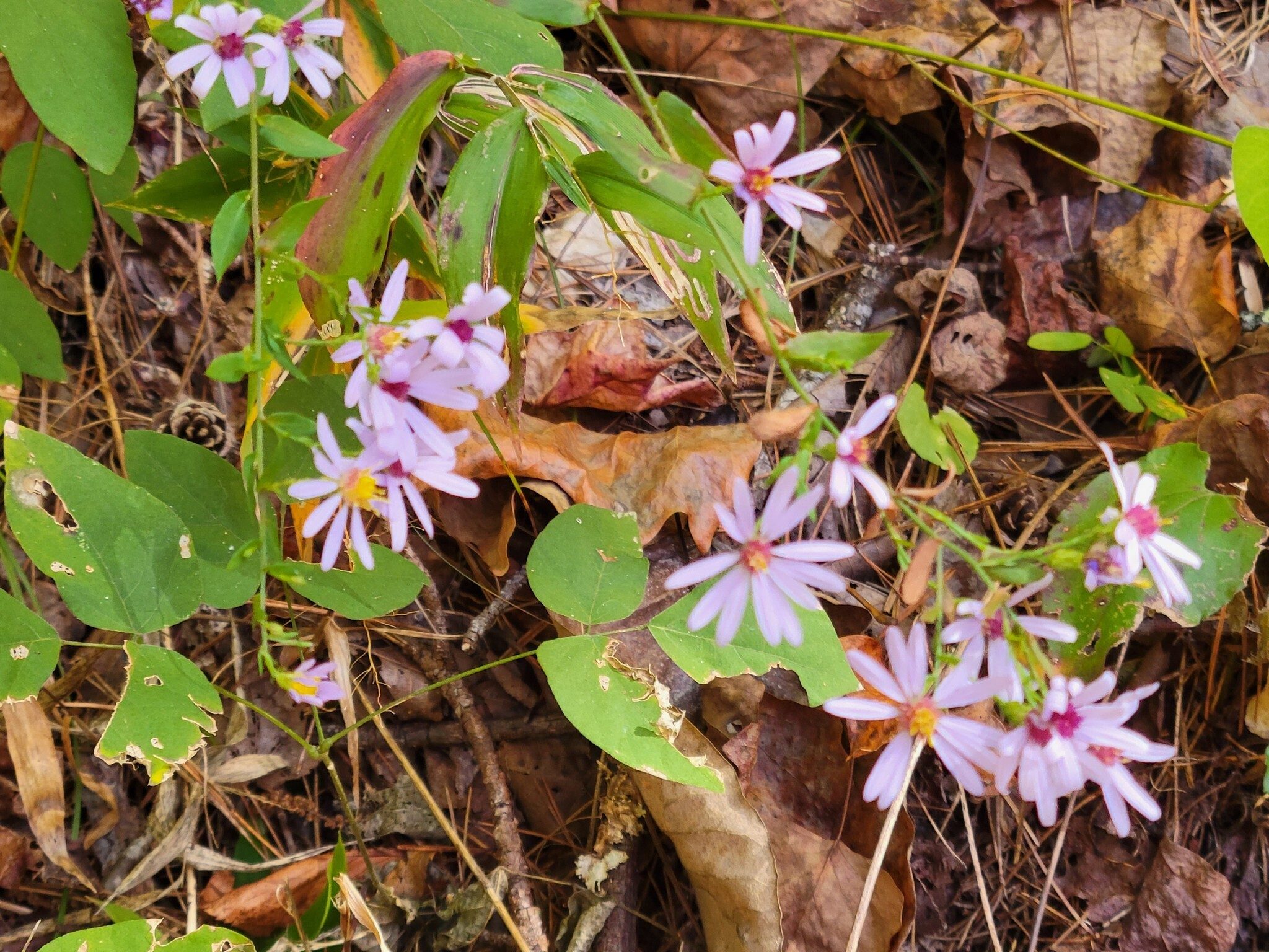 Blue Wood Aster