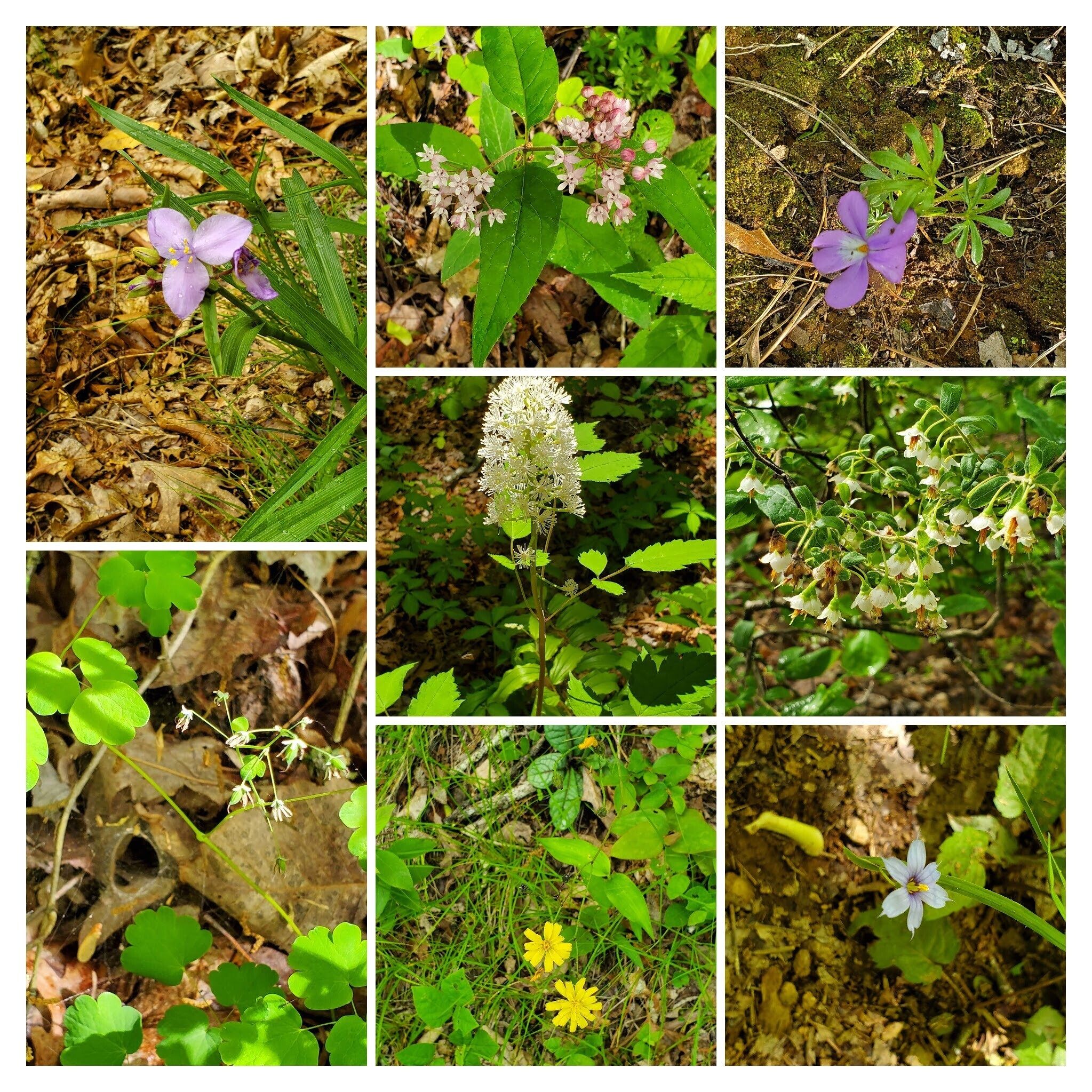 What a great day for wildflowers!