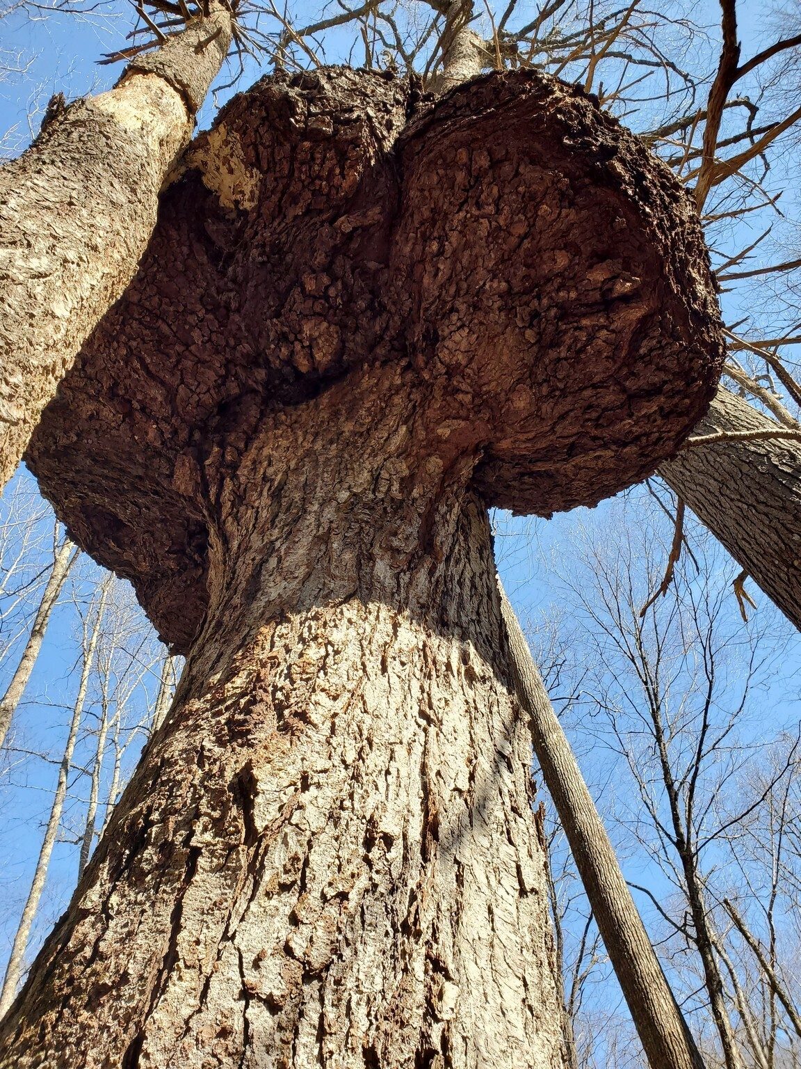 Spotted by Ken Kellerman, this gall probably tripled the diameter of this  tree.