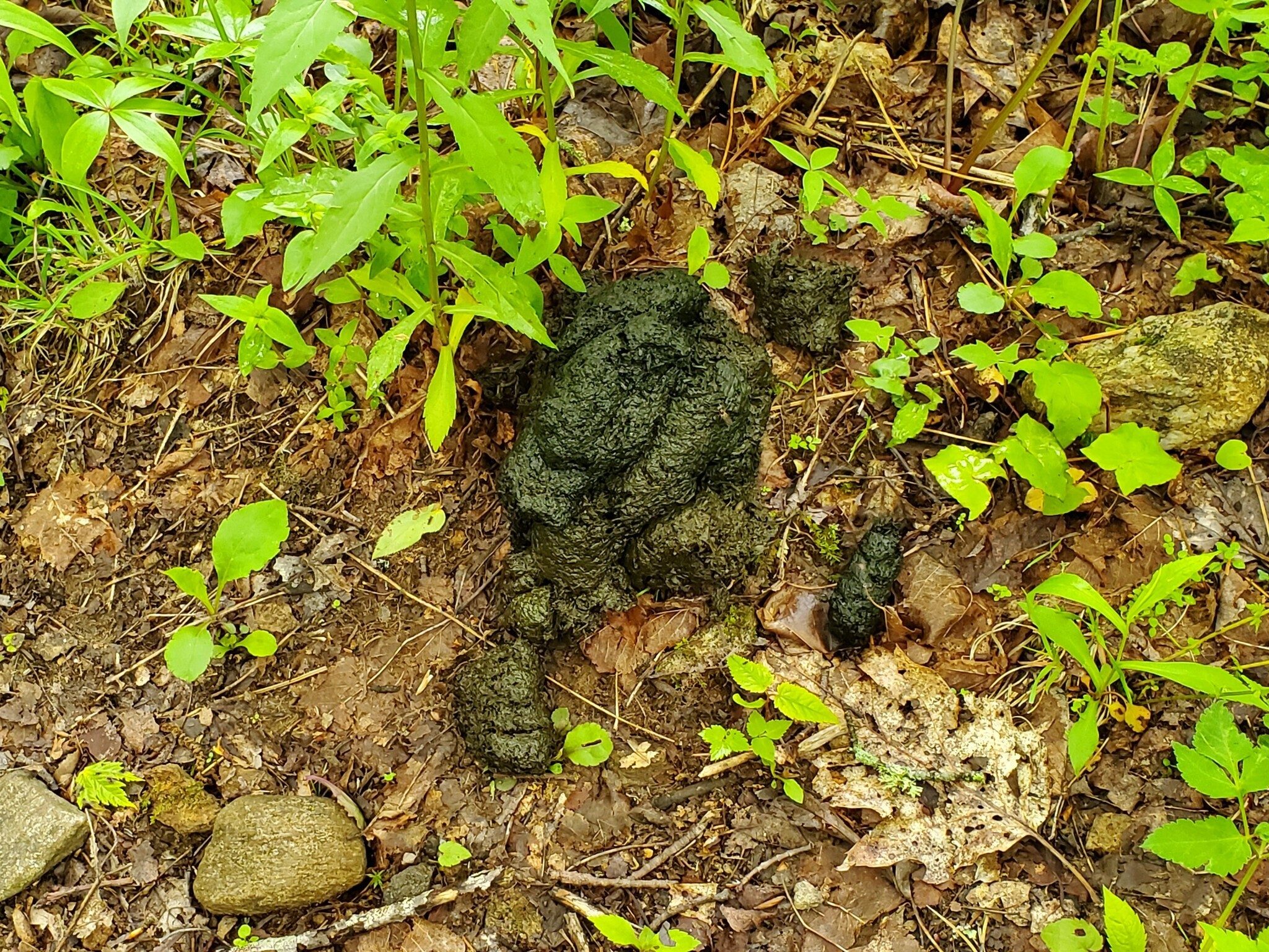 Or, more scary might be meeting the bear depositing this scat.  What do you think Heather?