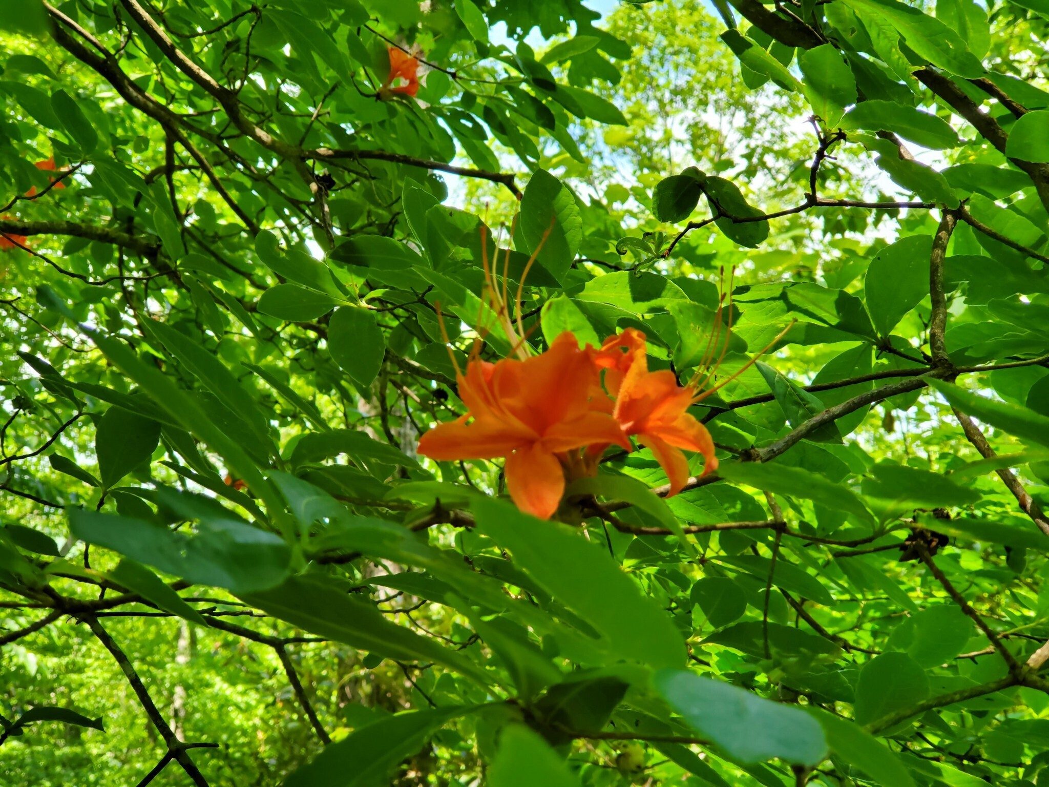 And an occasional Flame Azalea.