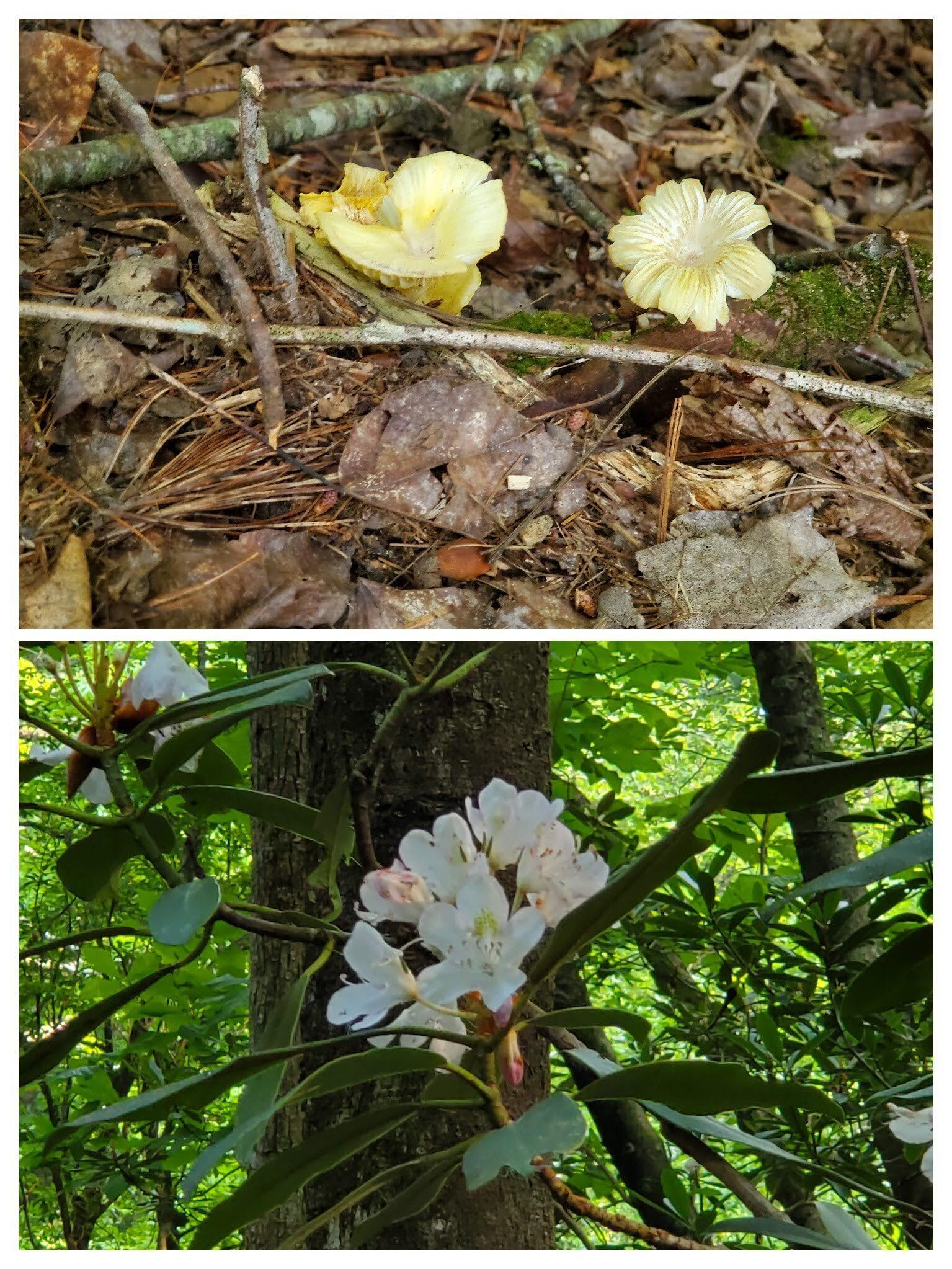 Just a few Rhododendron still blooming and very few fungi, too.