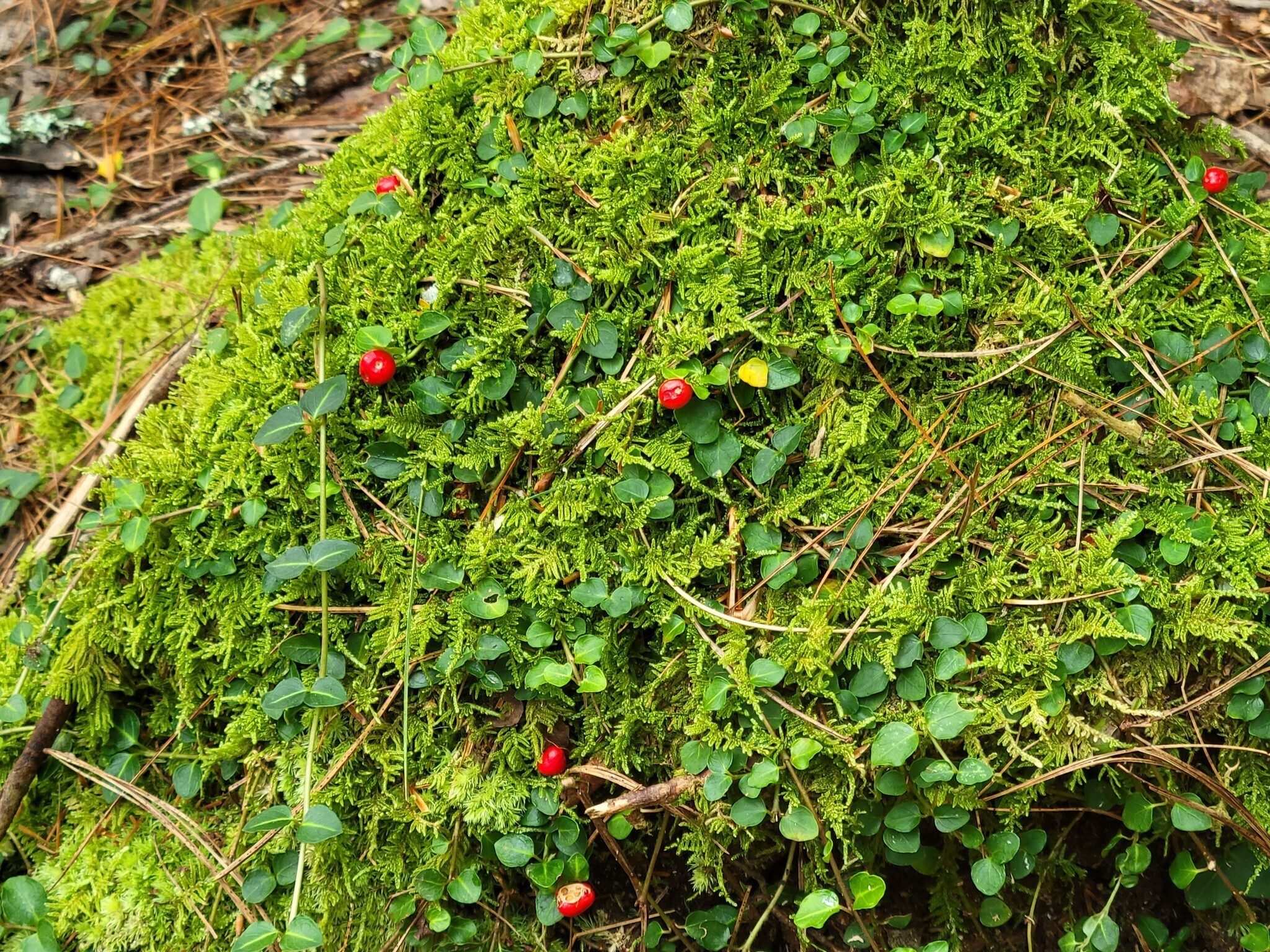 Lynn Steele spotted this beautiful setting of moss and partridge berries on the trunk of a tree.