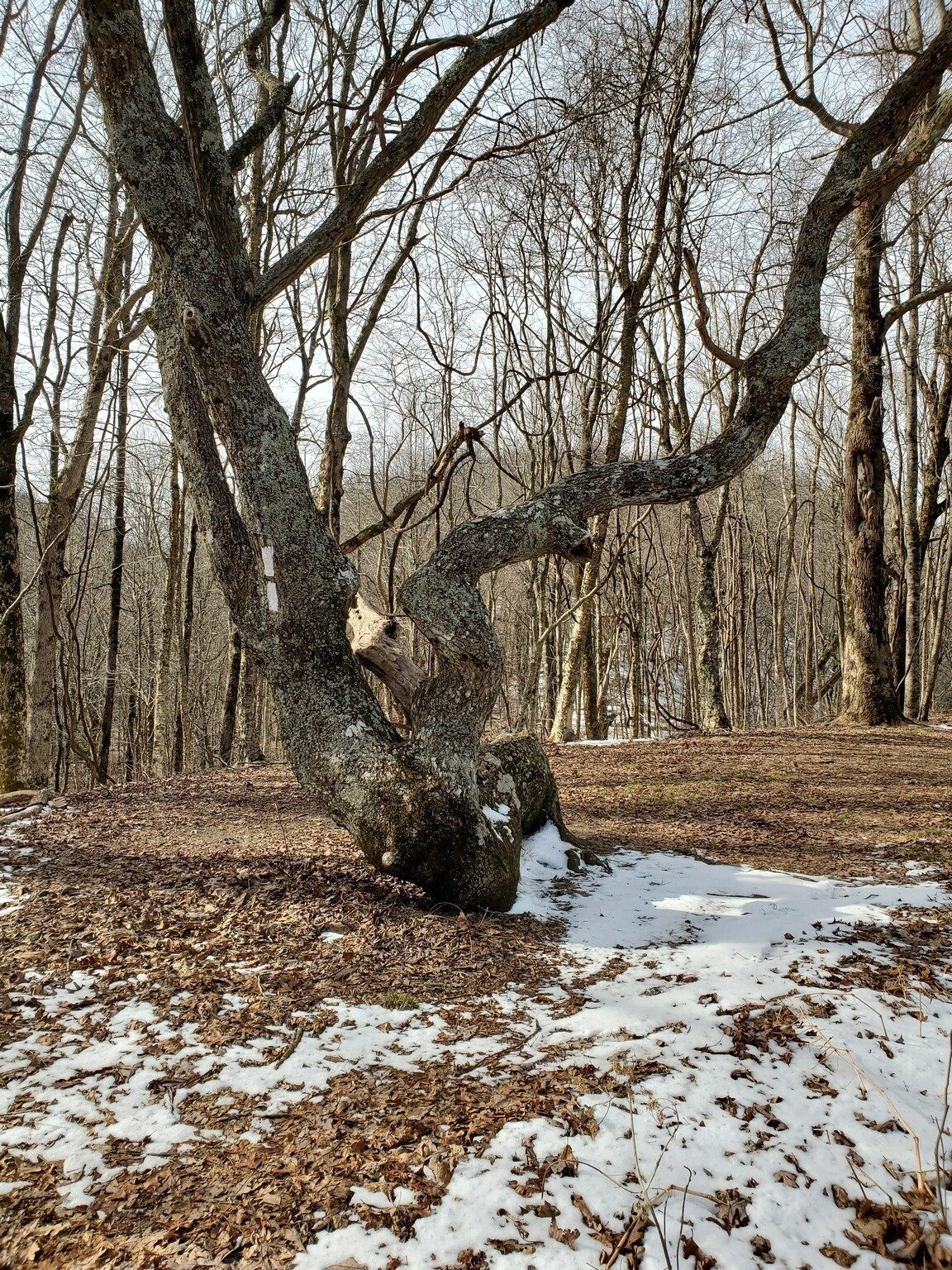 Another view of the "Level Tree" on Bly Gap.