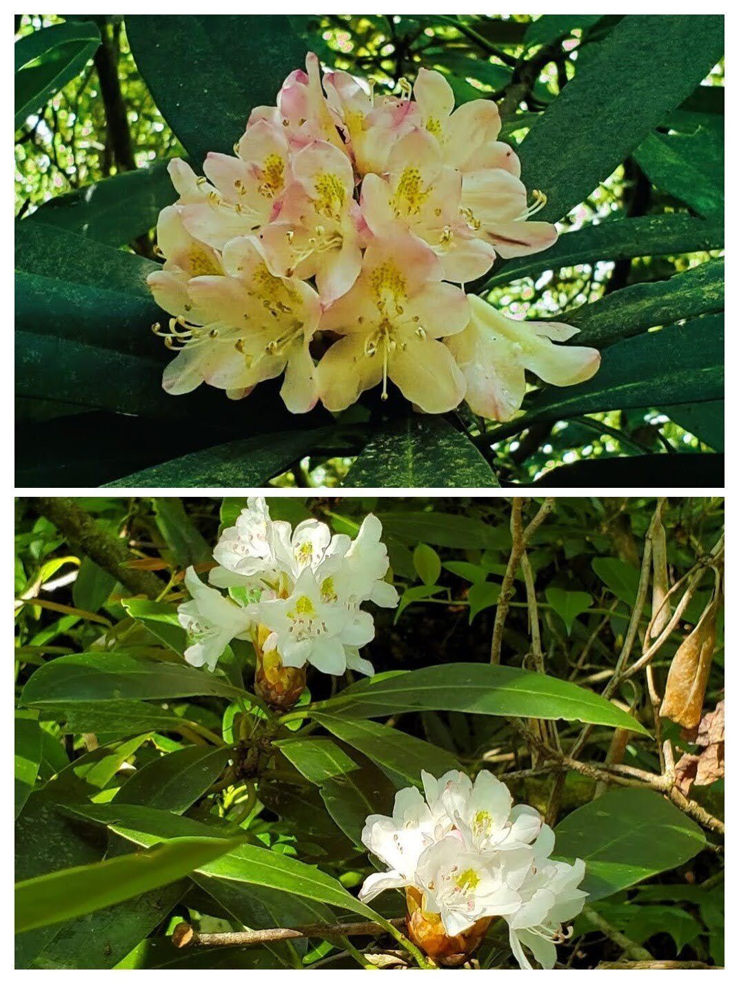 The Rhododendrons were just starting to bloom.  Seems late, does't it?