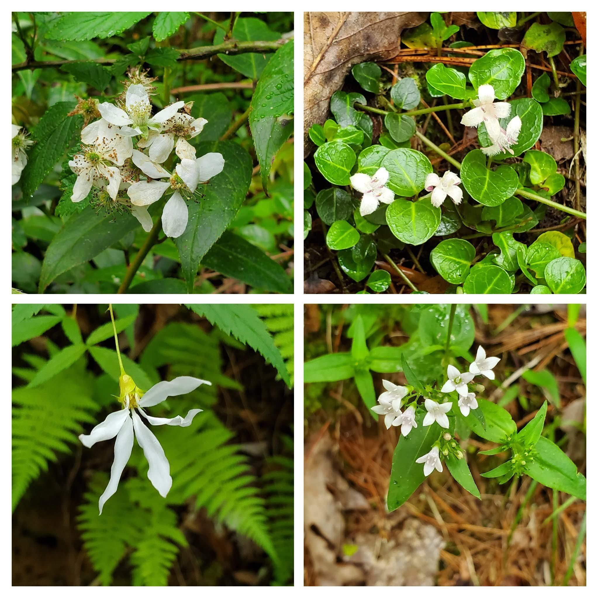 Looks like white is the dominate color of wildflowers today.  Clockwise from 10 o'clock: Blackberry, Partridgeberry, Woodland Bluet & Bowman's Root