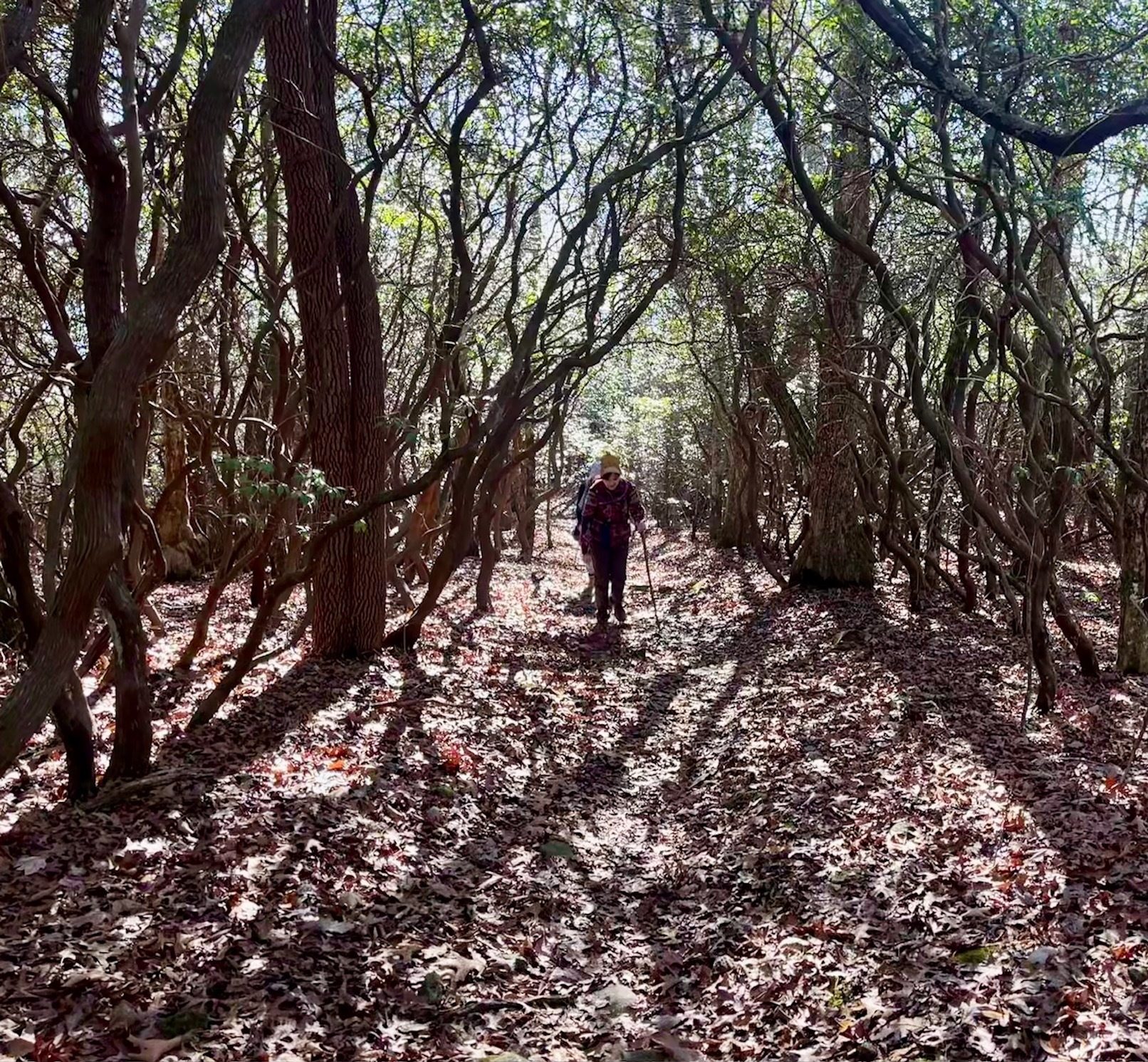 It was a bit of an enchanted forest in places.