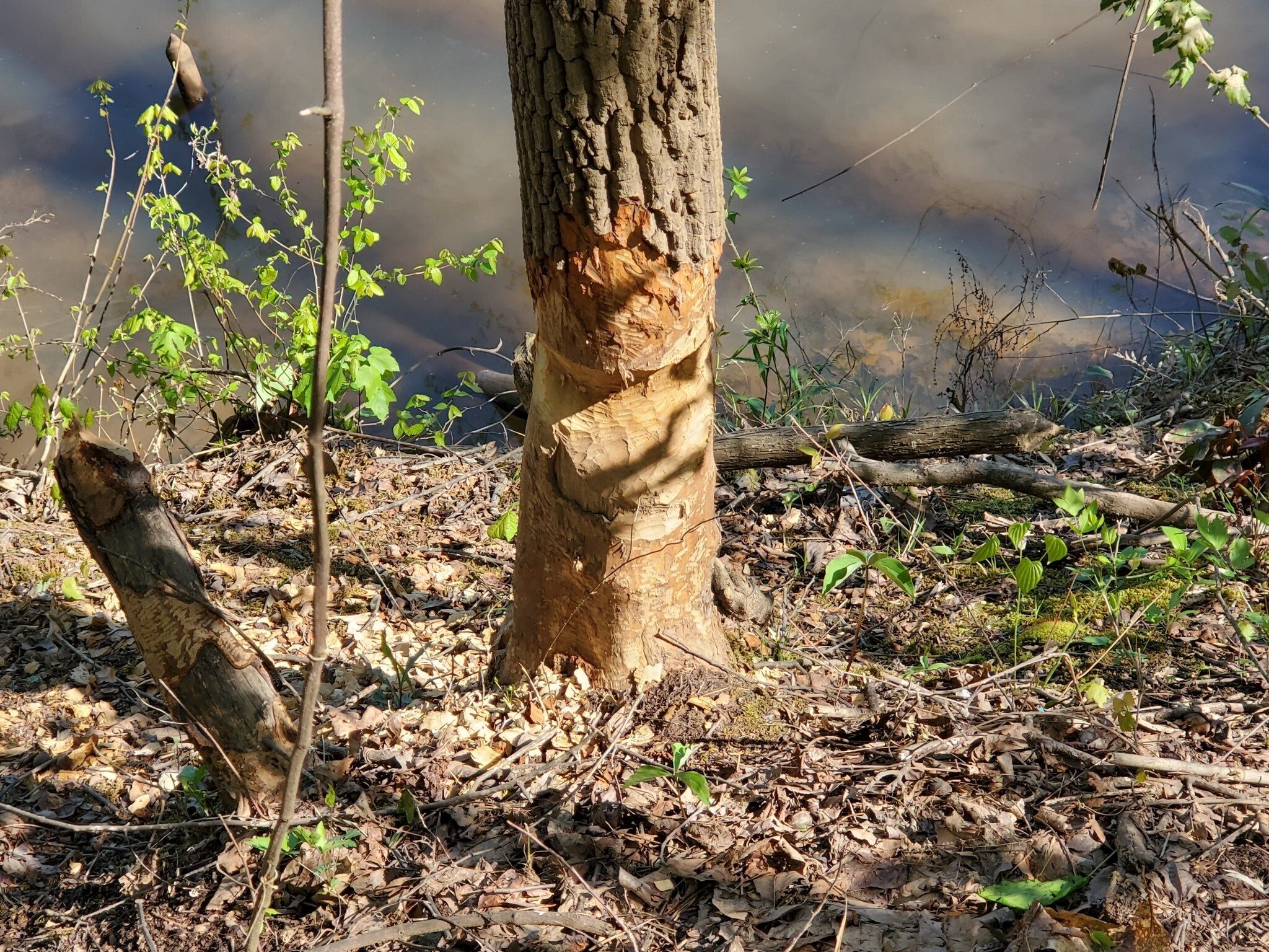 Got some beaver on this reservoir, too!