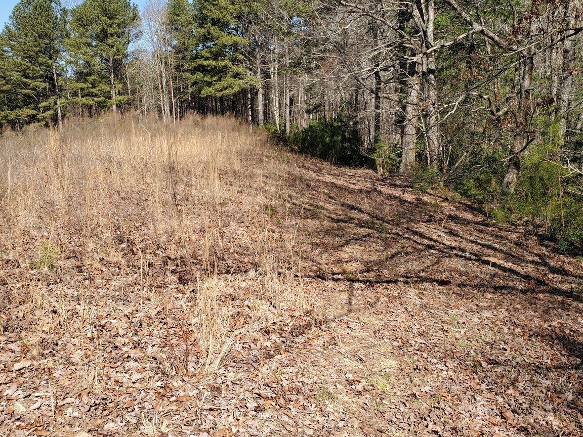 FS 376A transitions to a single person trail and past an overgrown meadow along this ridge.