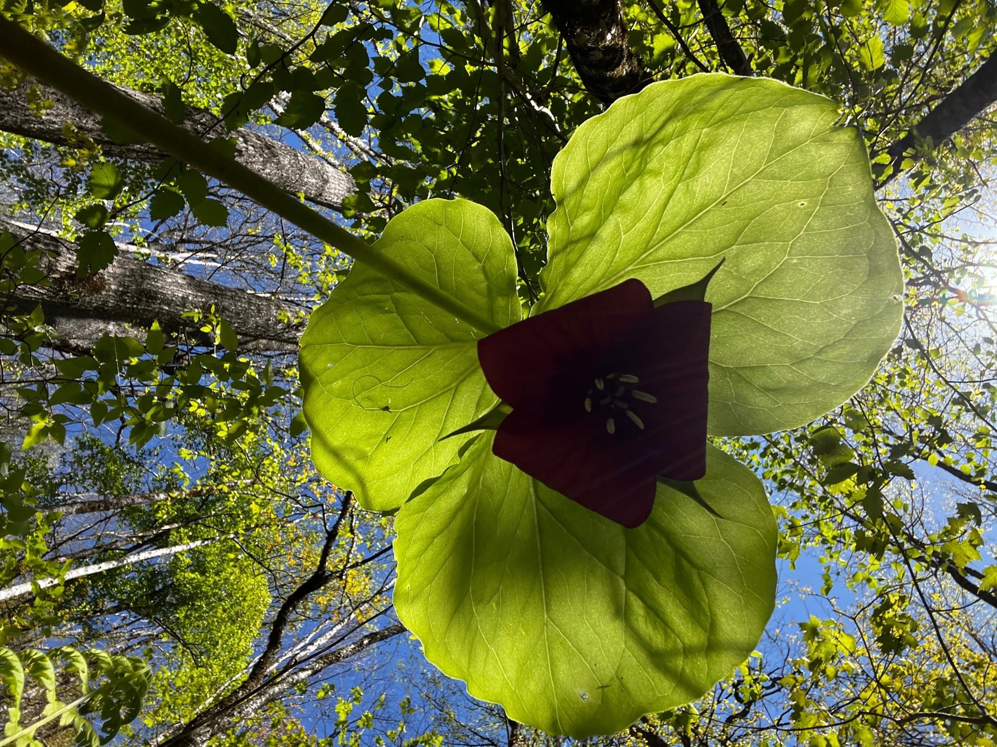 Renee stood on her head to get this view of Trillium!