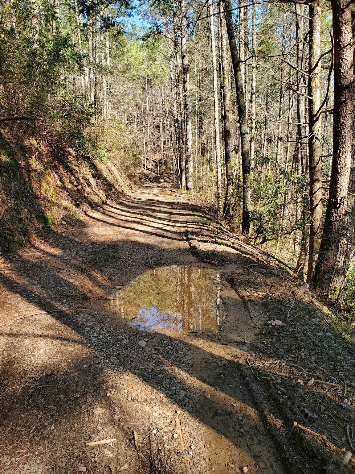 Initial forest road section leading up to falls, but also representative of first mile of hike.