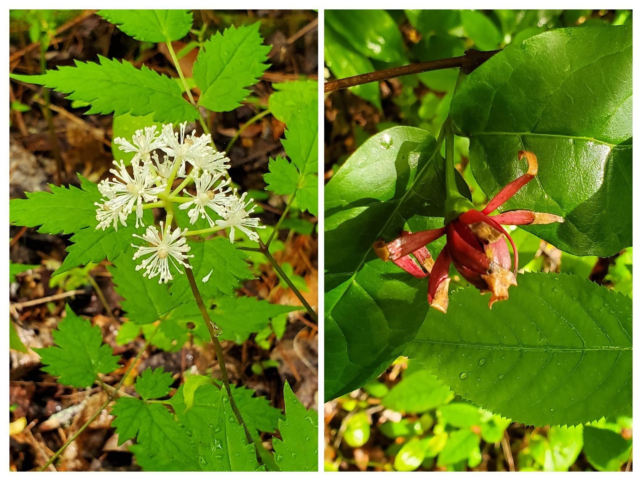 White Baneberry and  Sweet Shrub.