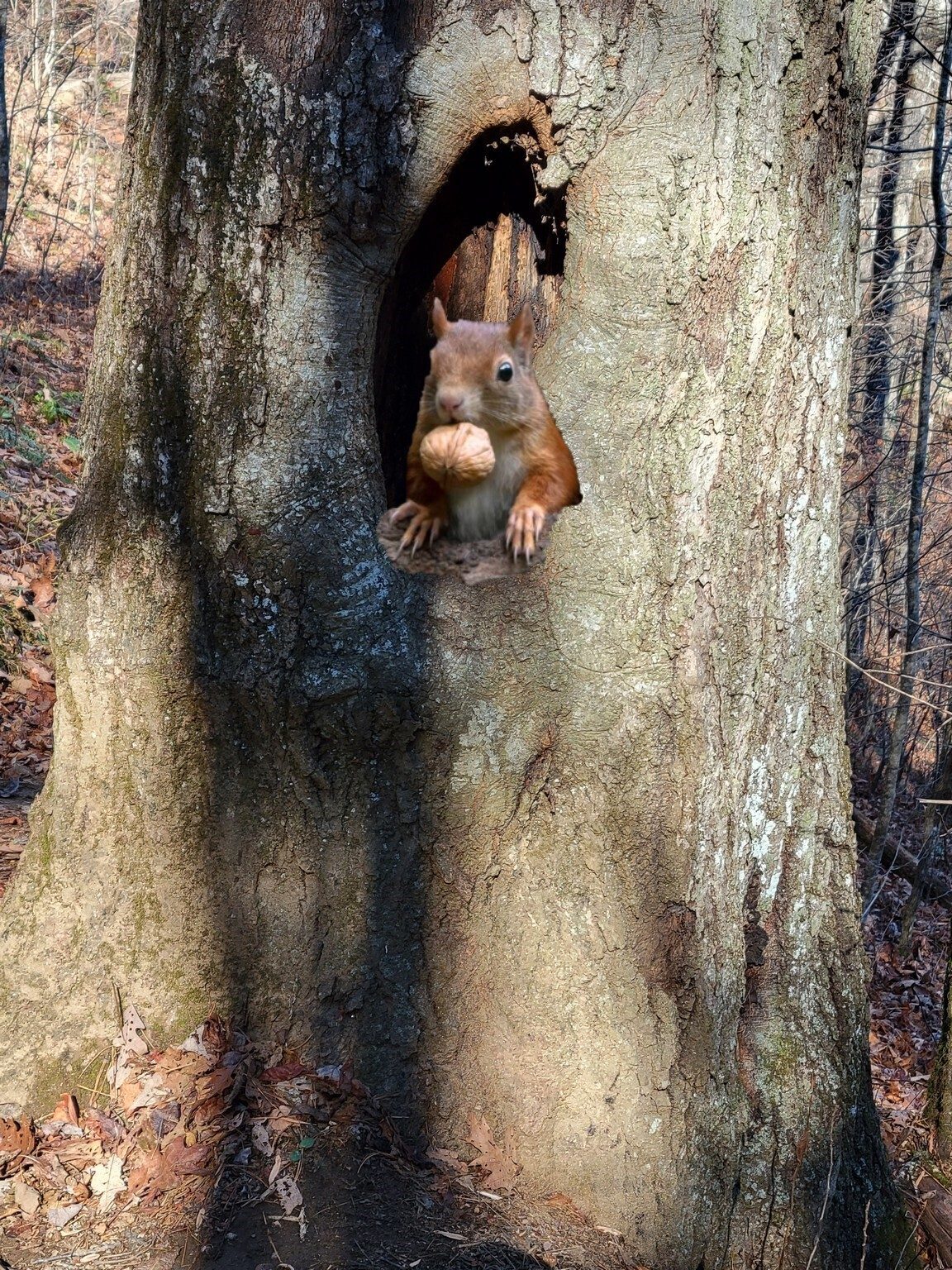 Hey you!  This is a "toll trail."  One hickory nut per hiker!