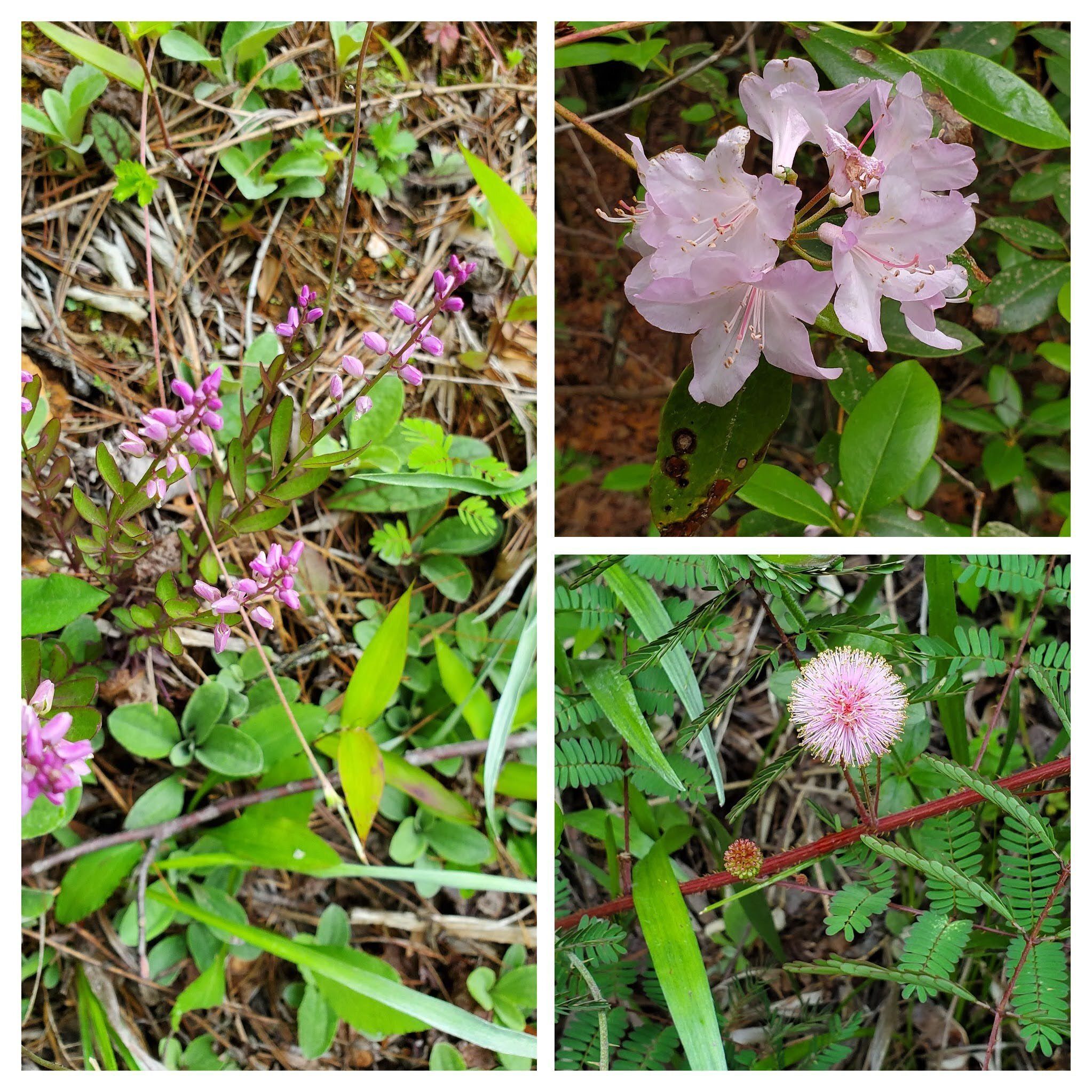 Pink may be the dominate flower color today: L: Racemed Milkwort ; UR: Piedmont Rhododendron; LR: Touch-Me-Not