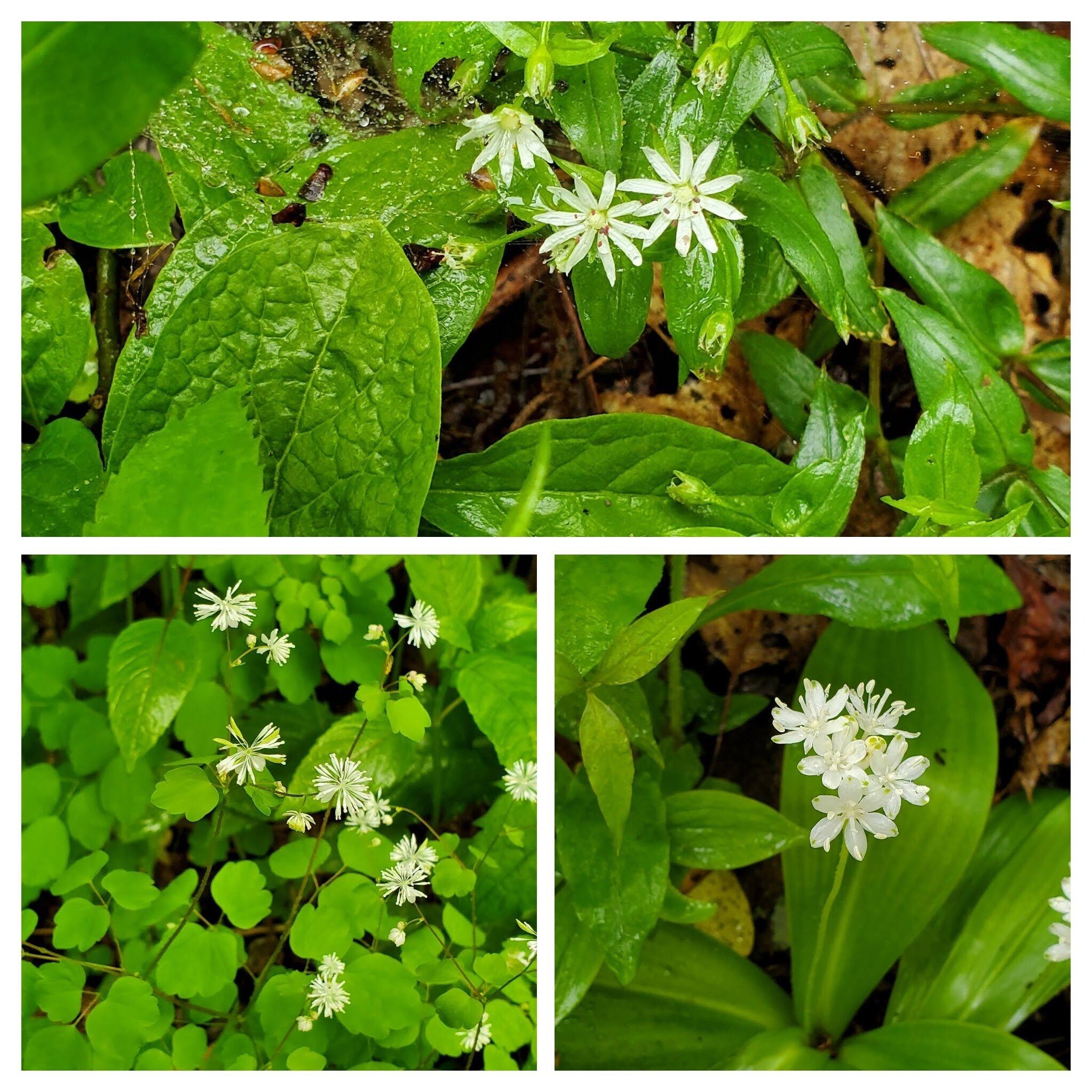 Another white wildflower day. Top: Star Chickweed; LR: Clintonia; LL: Mountain Meadow-rue