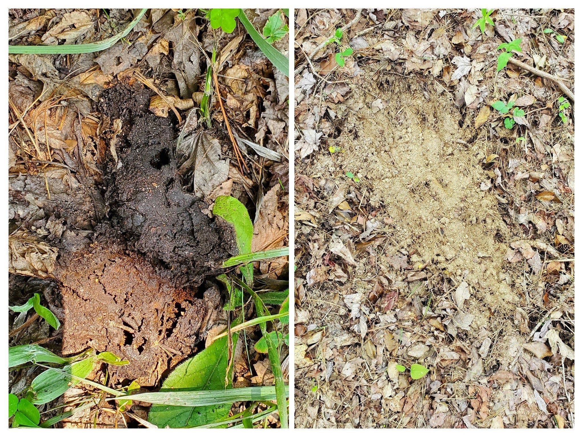 Heather spots signs of bear with digging shown on the right pane and scat on the left pane.
