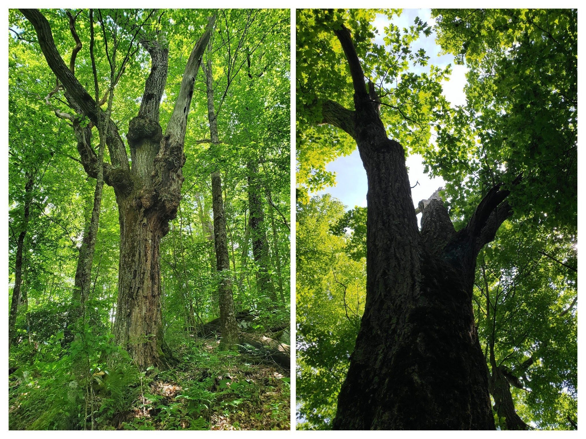 More of the several very large old growth trees that caught our attention.
