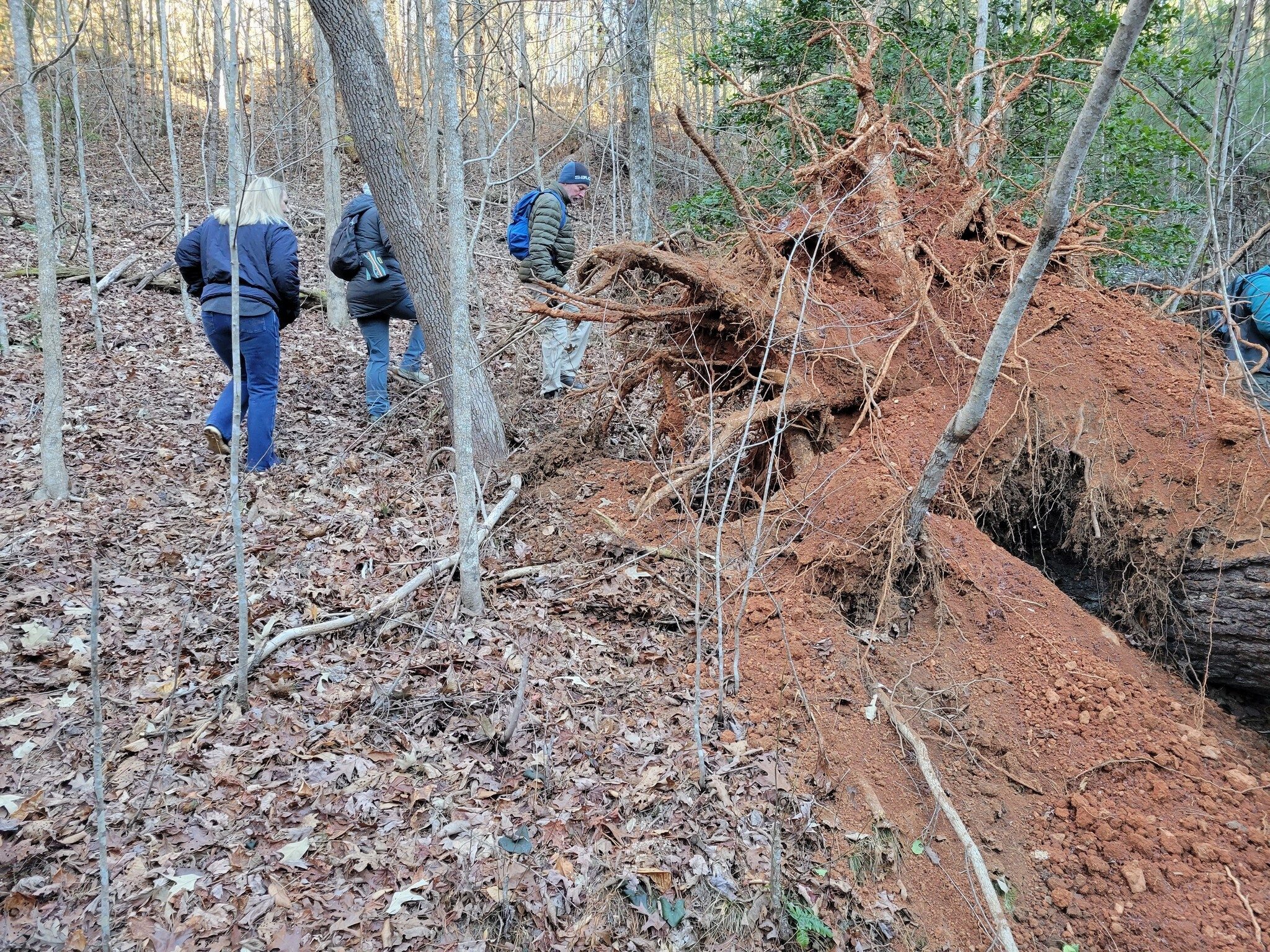 But whoa!  A large blowdown from the high winds last night.