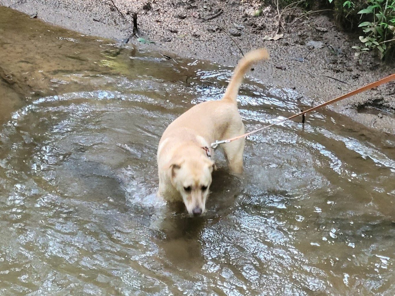 Squirt decides to cool off in Turner Creek.