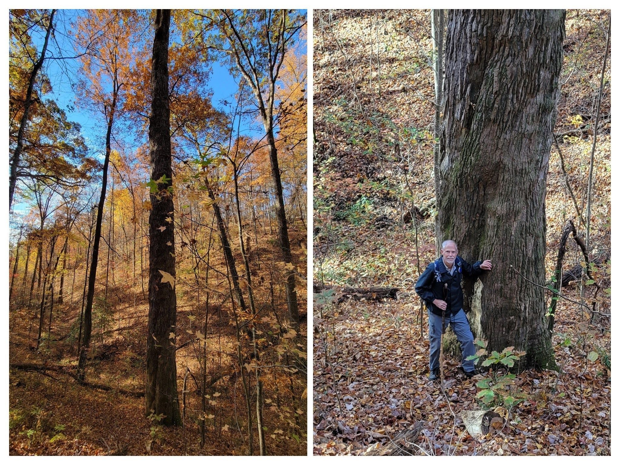 This massive tree along the trial caught our eye.