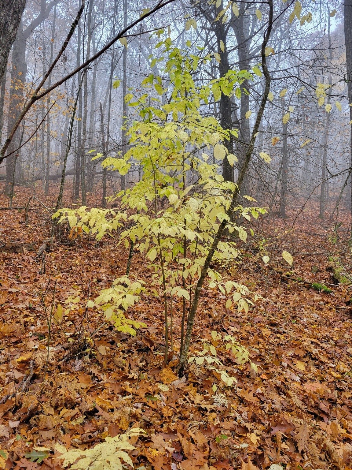 This Carolina Siverbell Tree ??? was showing off its fall color amongst the brown leaf ground cover.