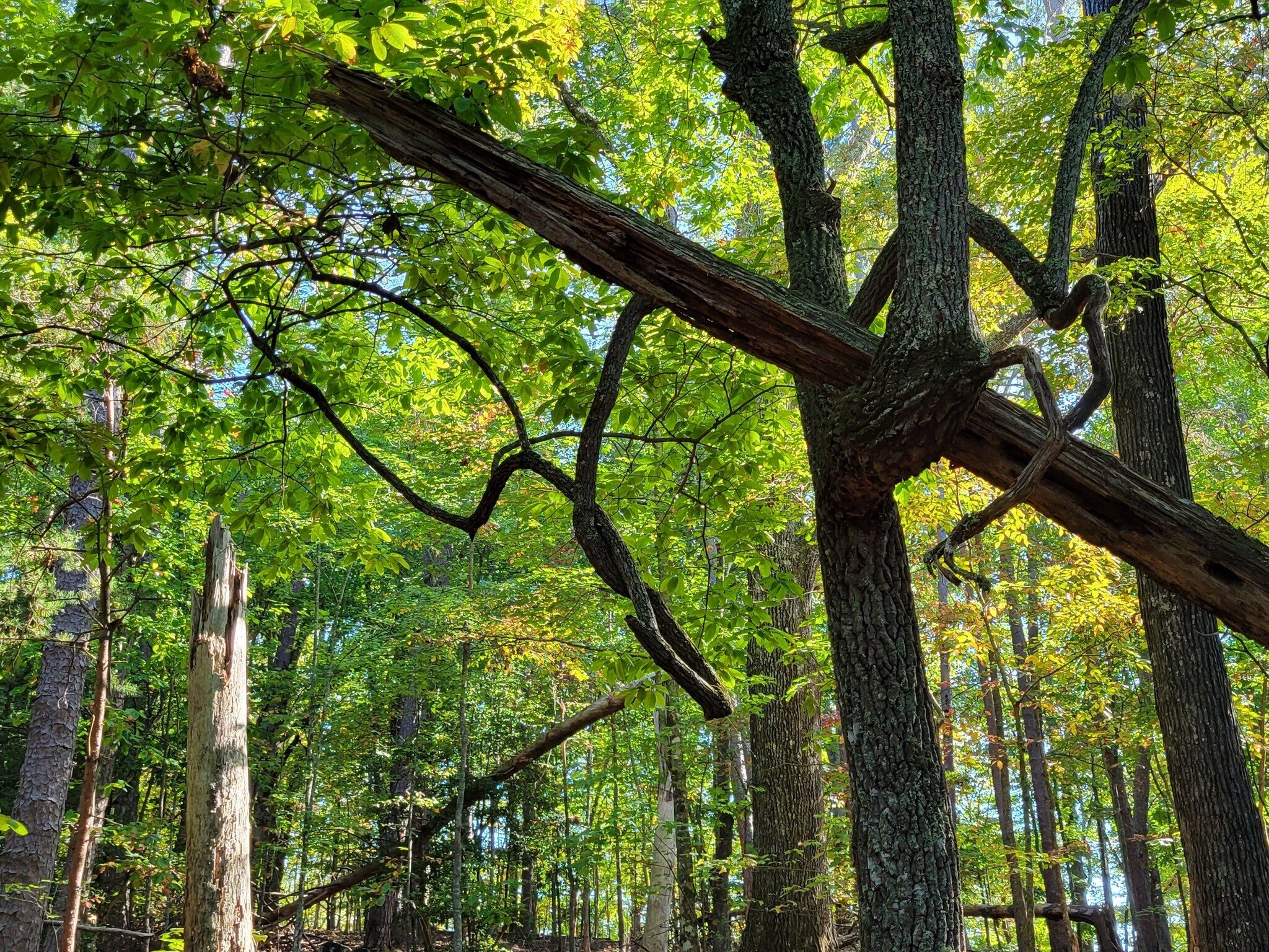 The contorted path of the branches on this still living tree was  amazing.