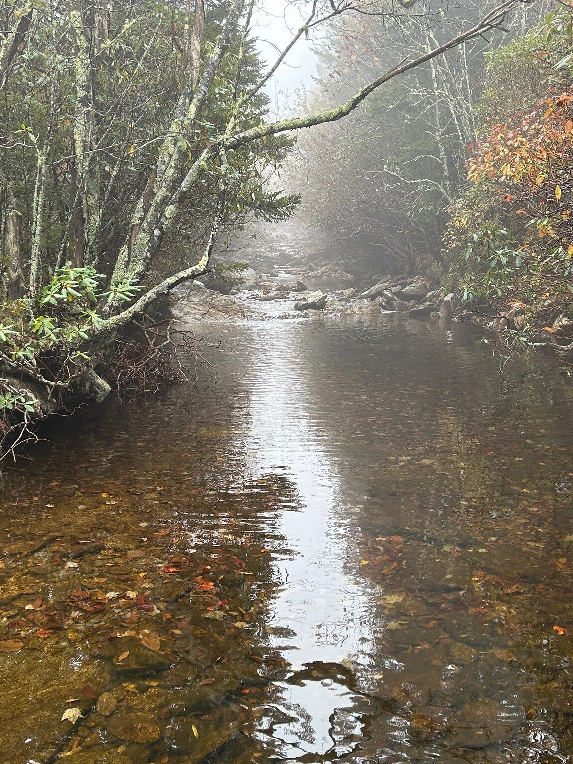 Lynn Steele caught this beautiful reflection on Laurel Creek as we hiked up LIttle Sam Trail to Sam Knob.