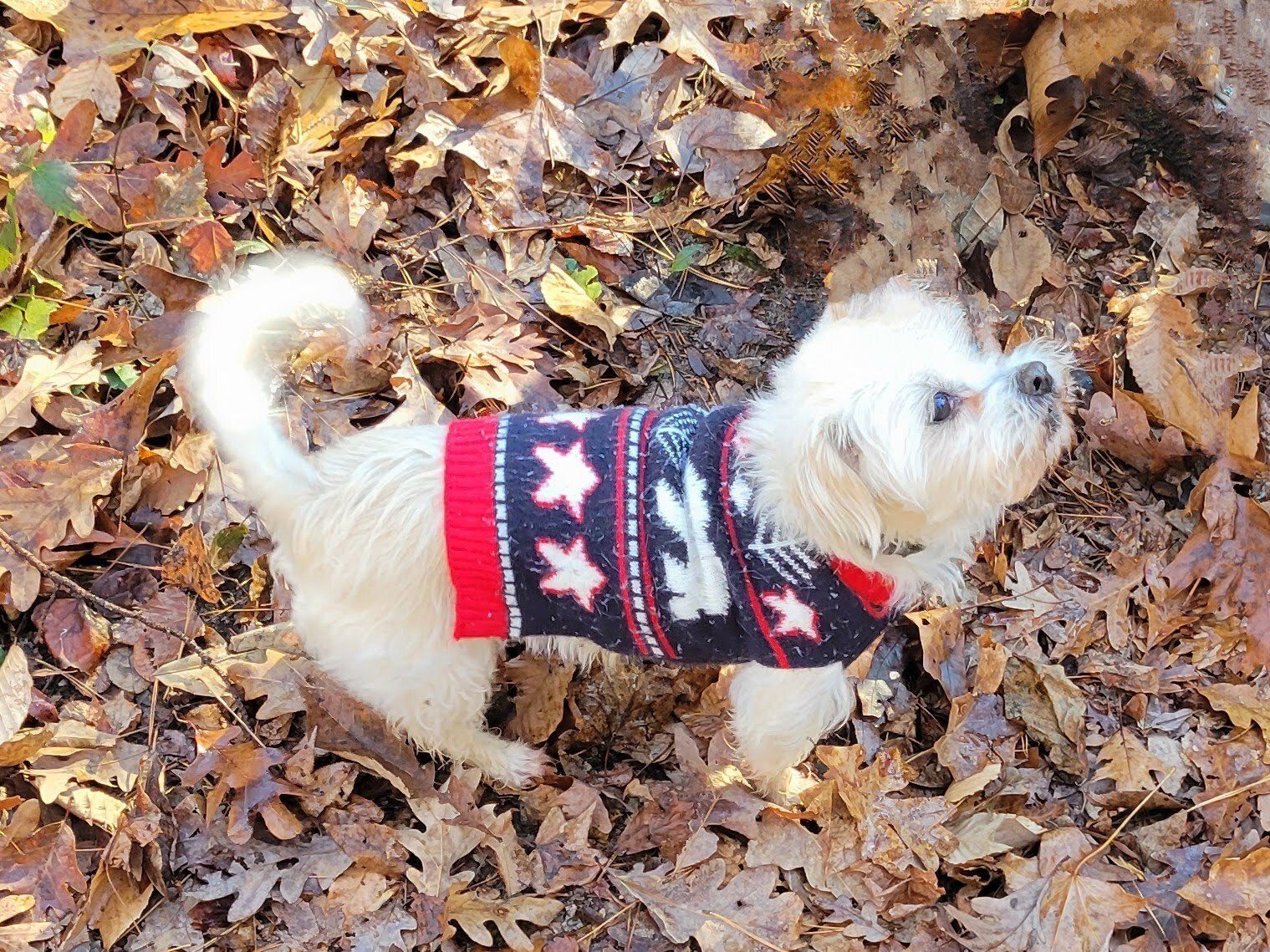We were all surprised with Cutie Pie's deep bark when Ken asked him if he was ready.