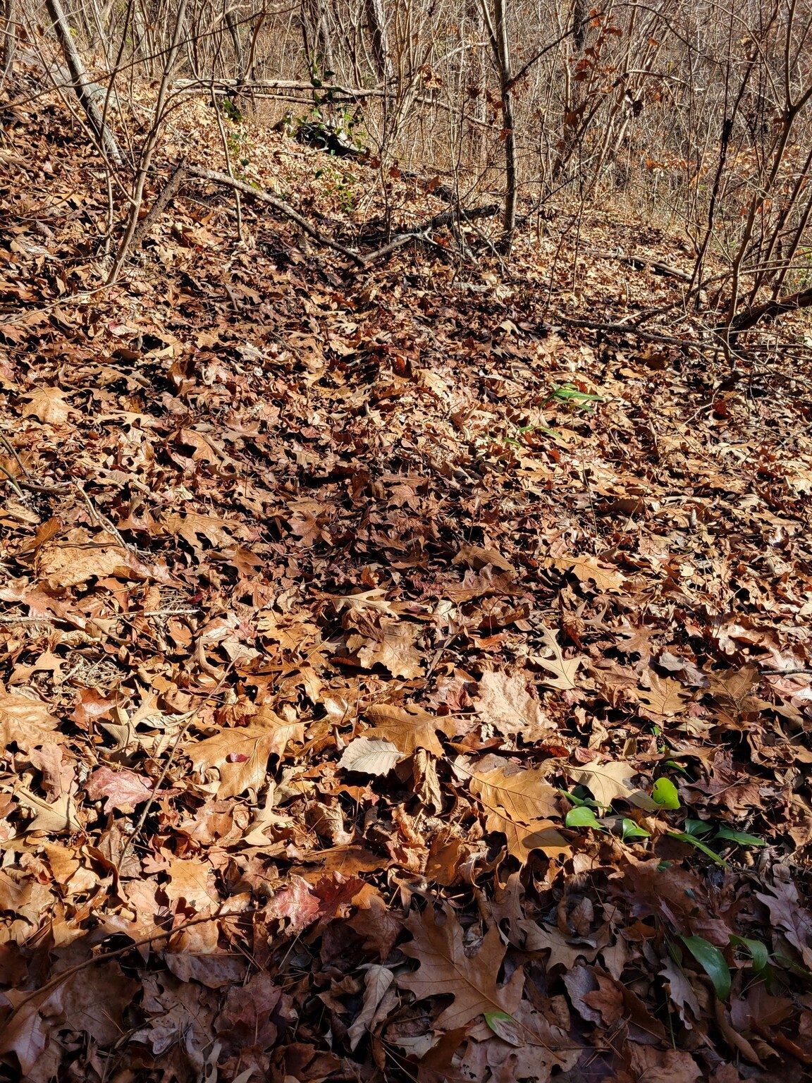 This game trail, look closely, helped me get to the last falls.  Thanks critters!