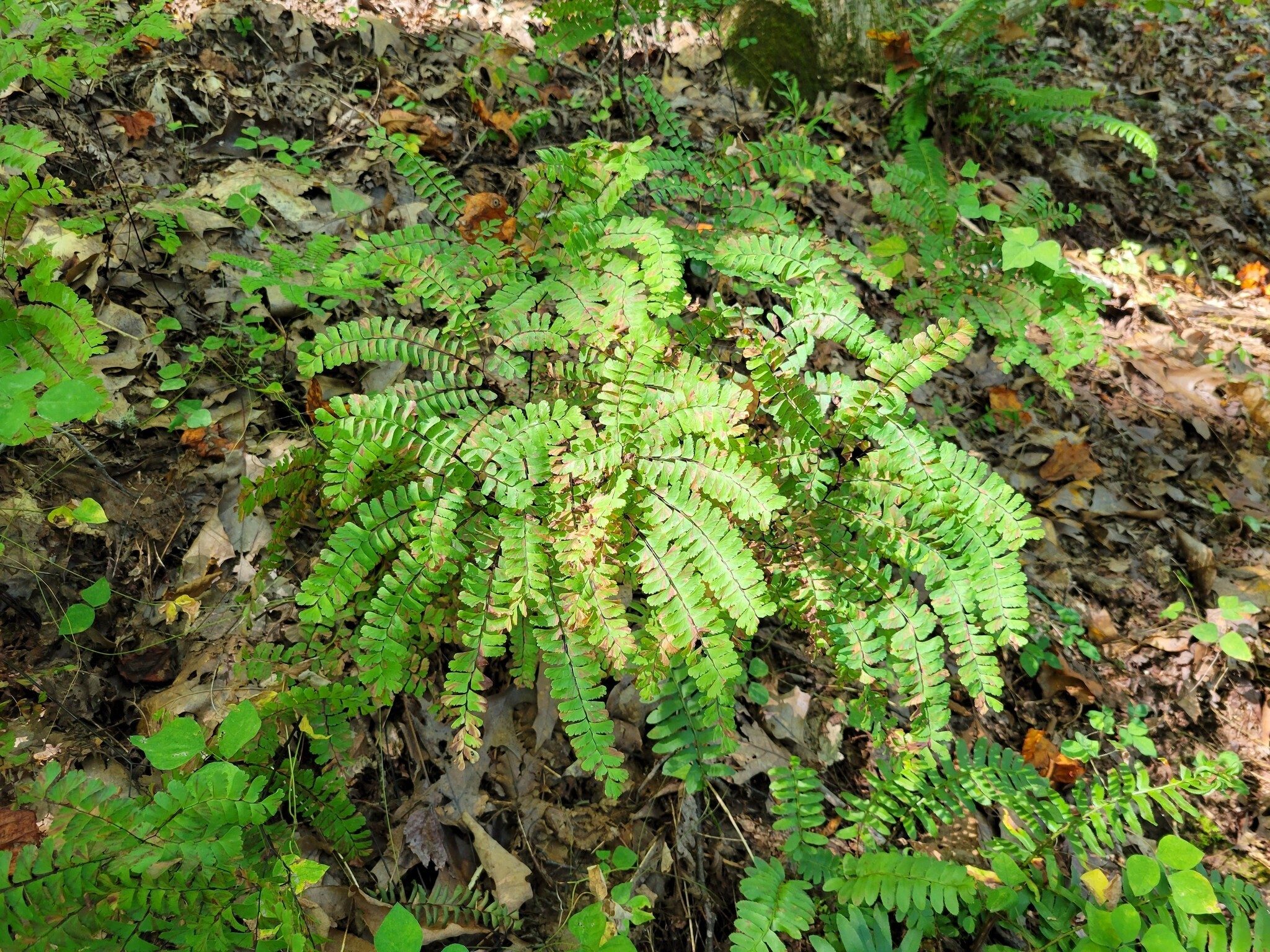 We did hike through a section with a large number of Maidenhair Ferns.