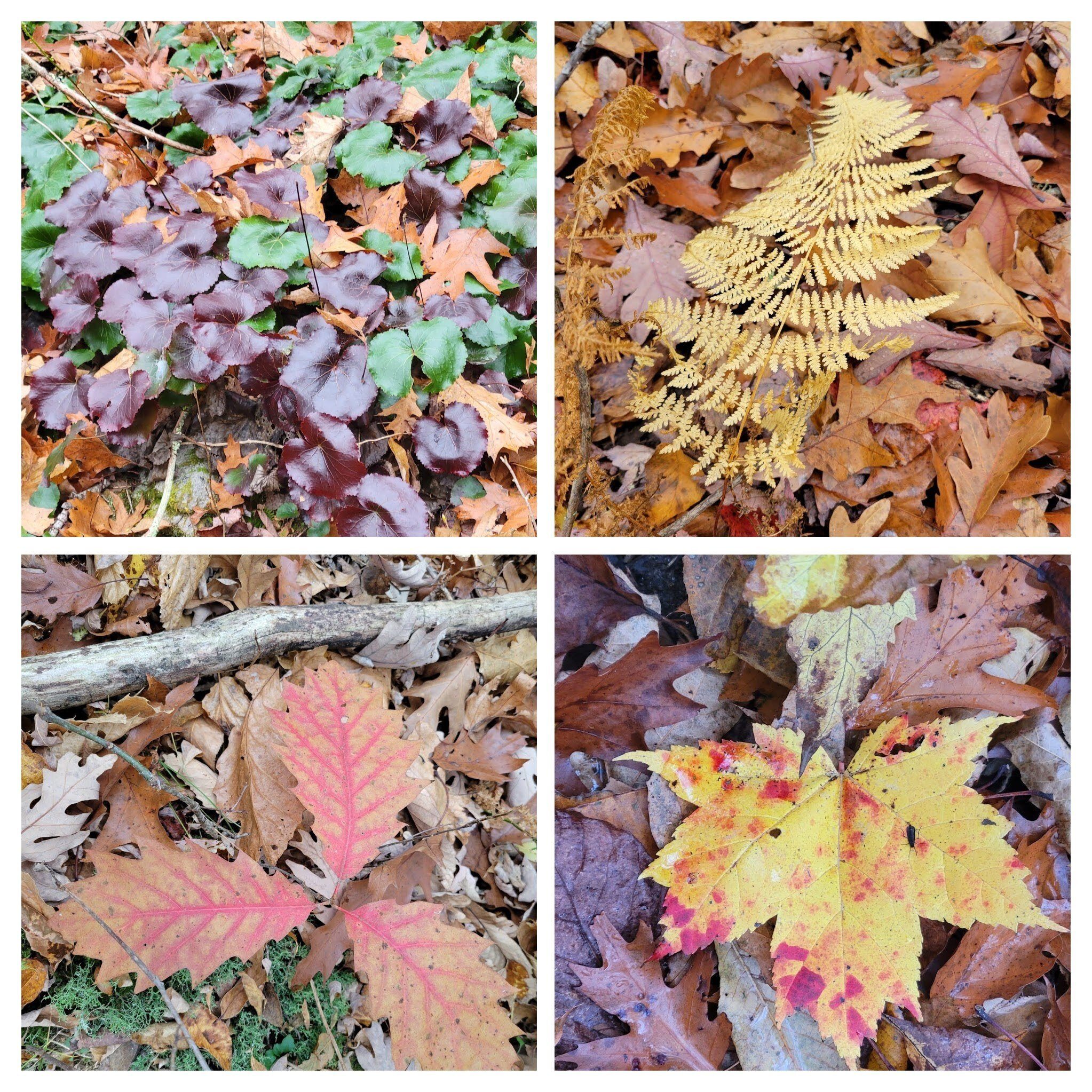 While not on the trees, these leaves at ground level caught our eye.