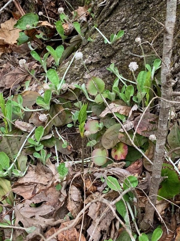 Pussytoes in bloom.