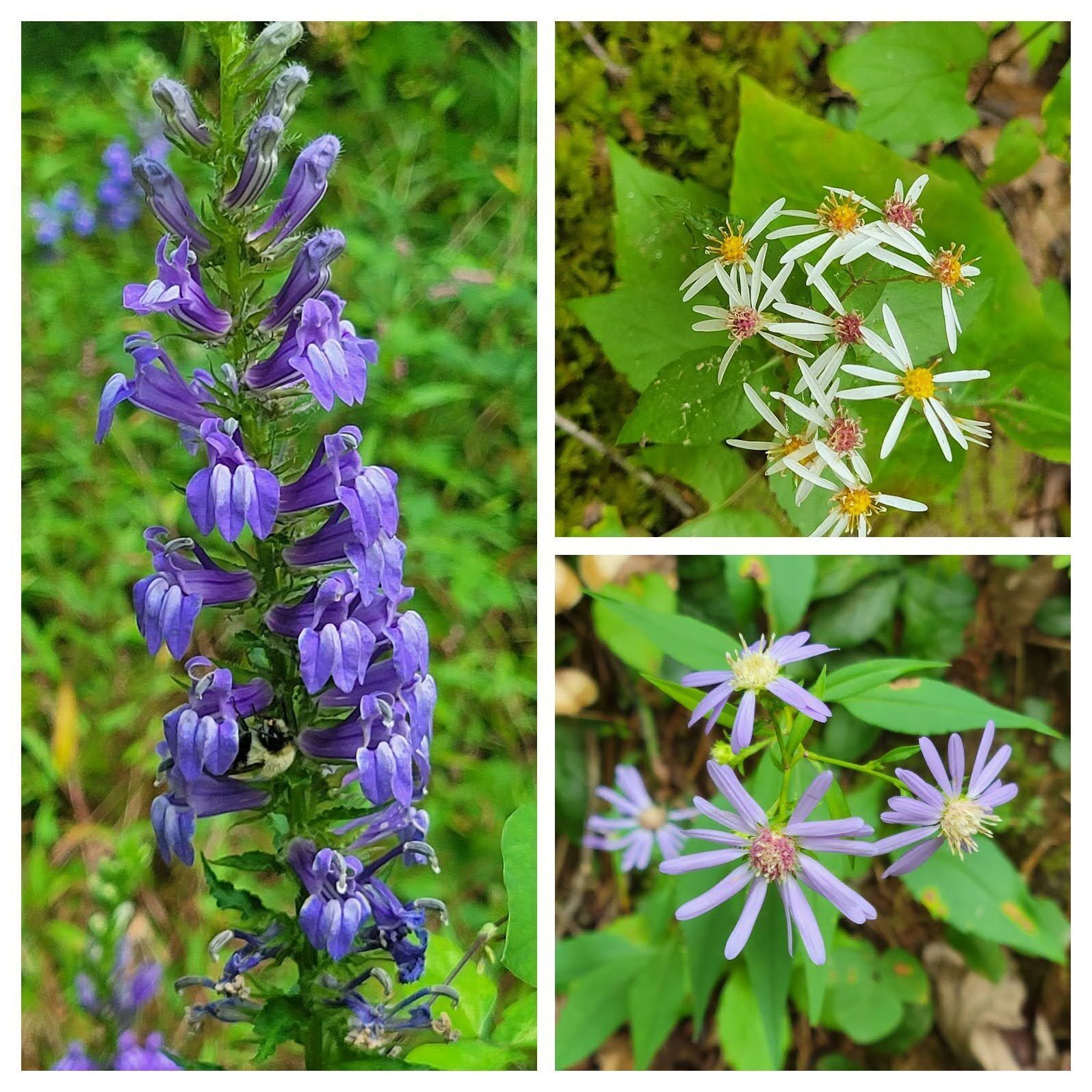 Other wildflowers seen with the Great Lobelia found along much of the trial.