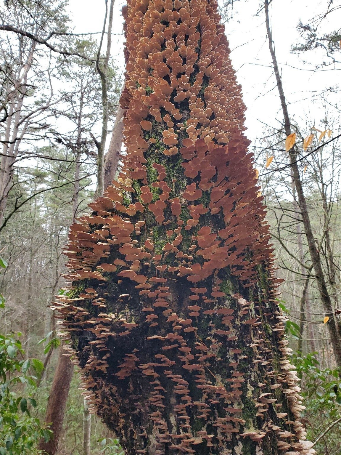 This dead tree was covered by this small, but attractive fungus.  Hey Heather, why aren't other nearby dead trees also hosting this same fungus?