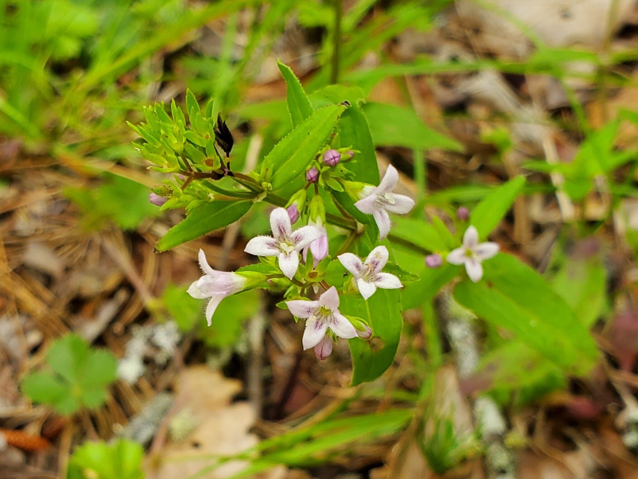 Summer Bluet