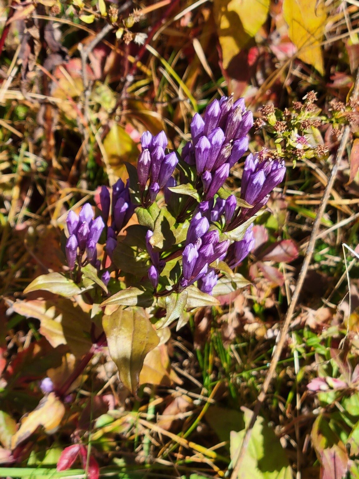 Hey, a wildflower!  Stiff Gentian seen along the trail on our way to Black Balsam Knob.