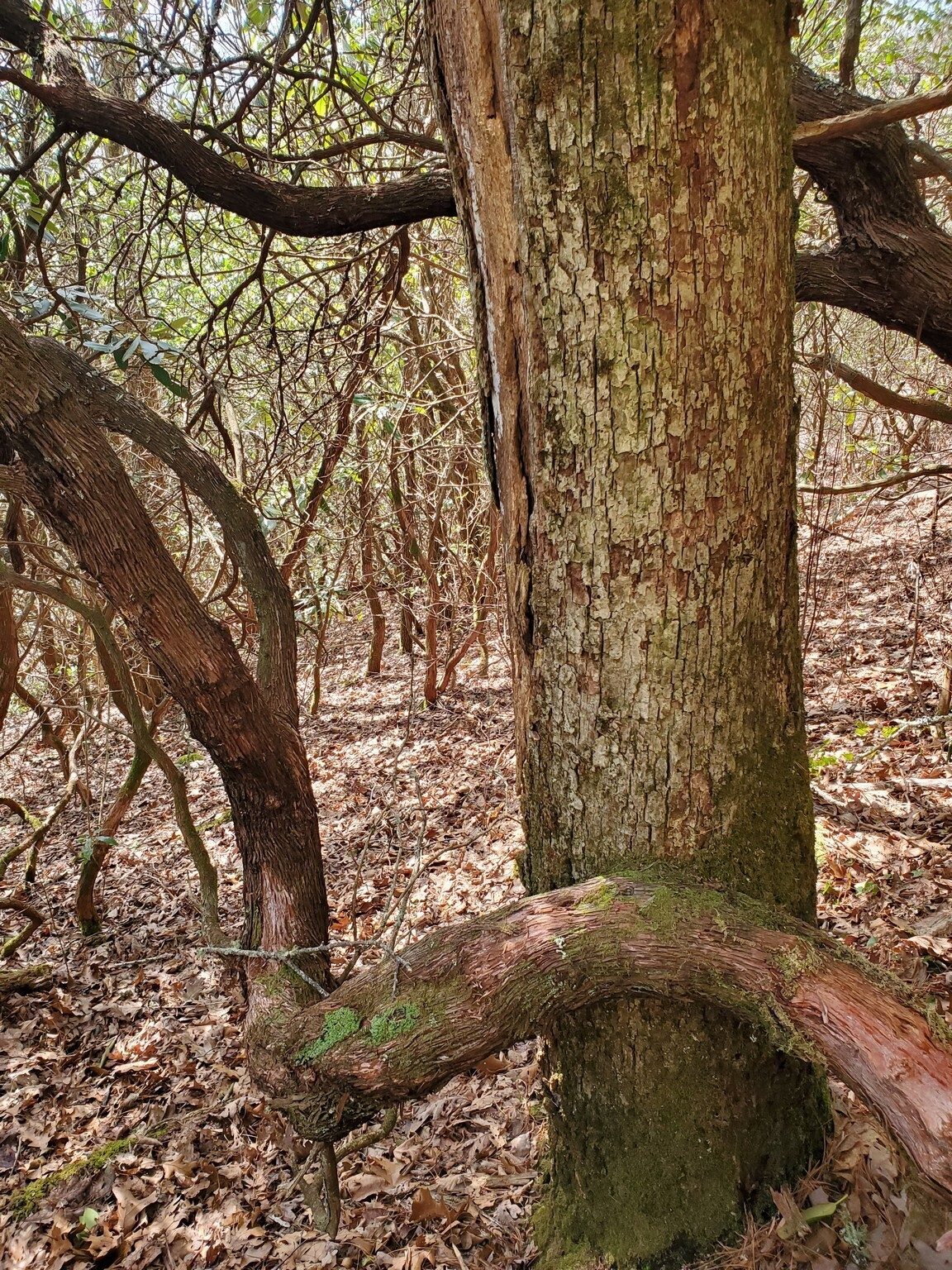 A curious, curly branching of a Mountain Laurel around a nearby tree.