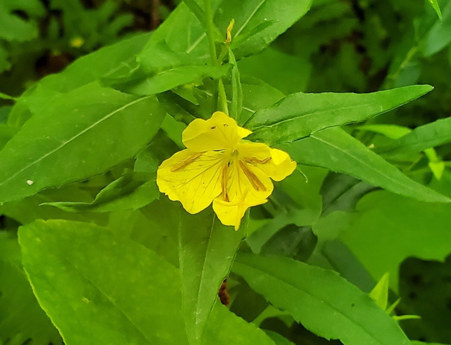 Sundrops (aka Evening Primrose)