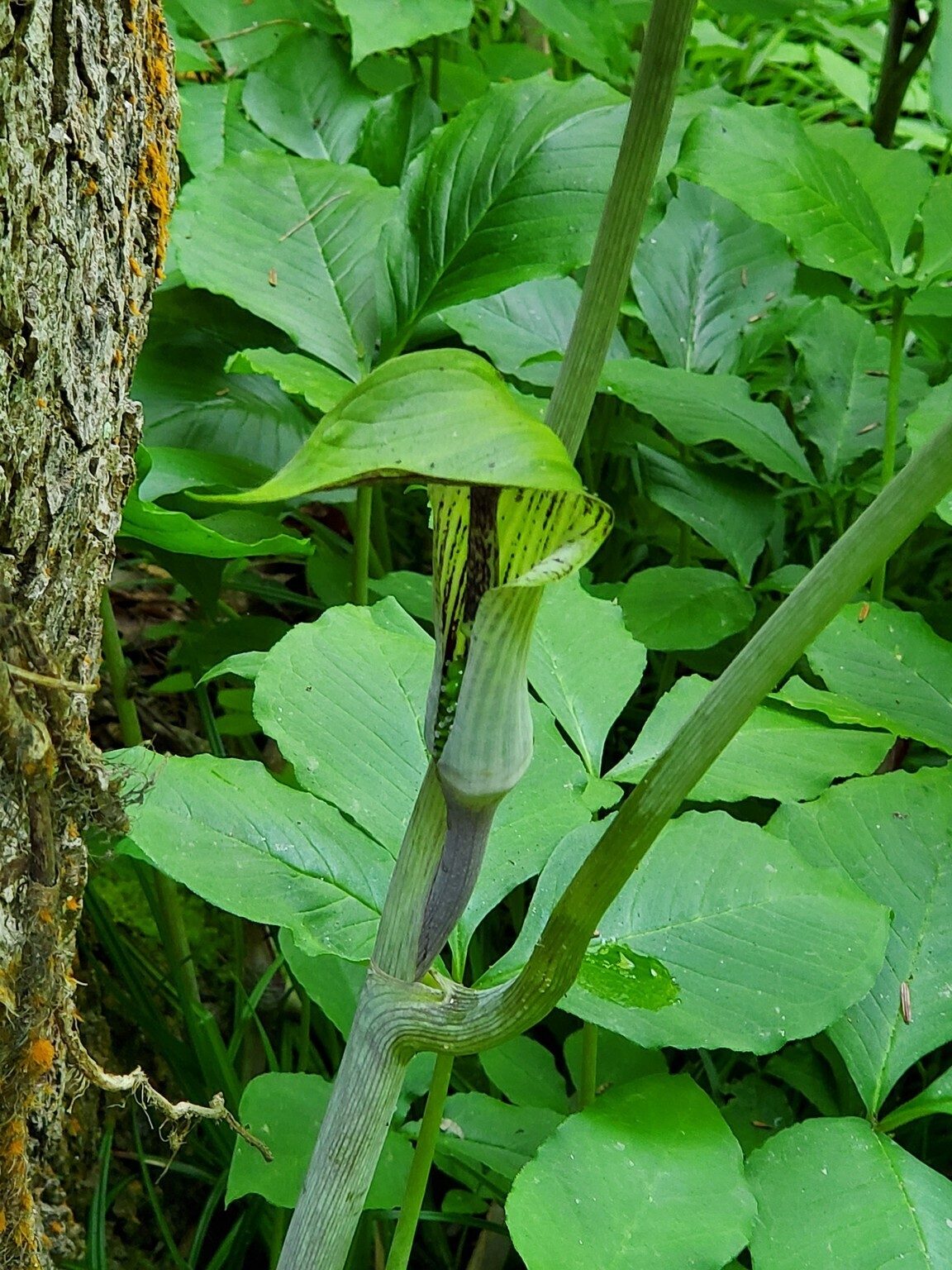 A large clump of Jack-in-the-Pulpit