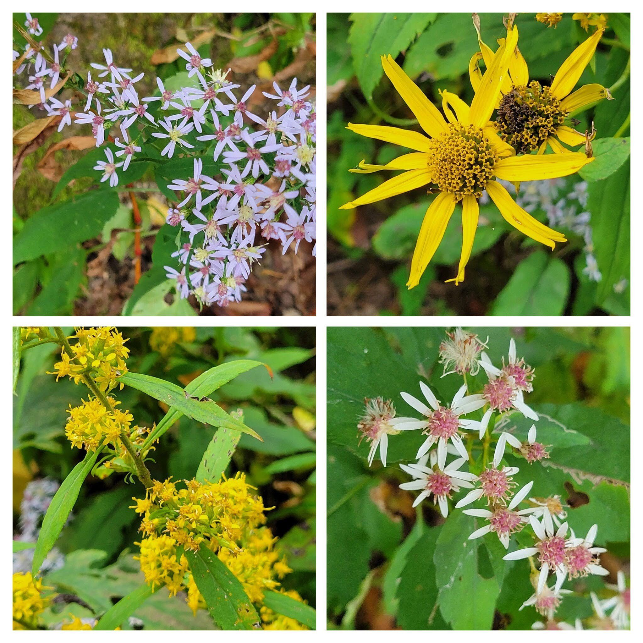 More wildflowers than we expected, but looking a bit tired.