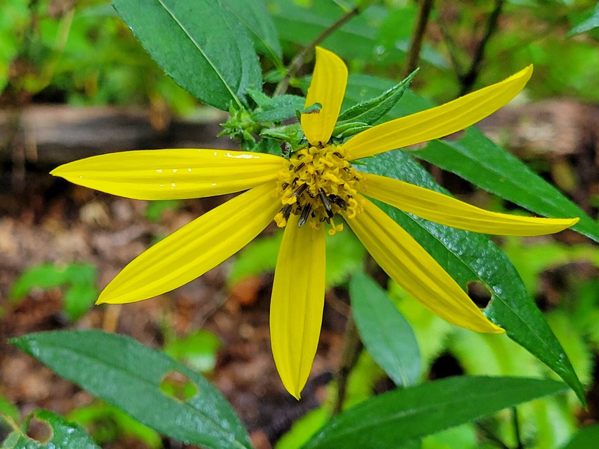 Looks like a Thin-leaved Sunflower.  Just one cluster found along this trail today.