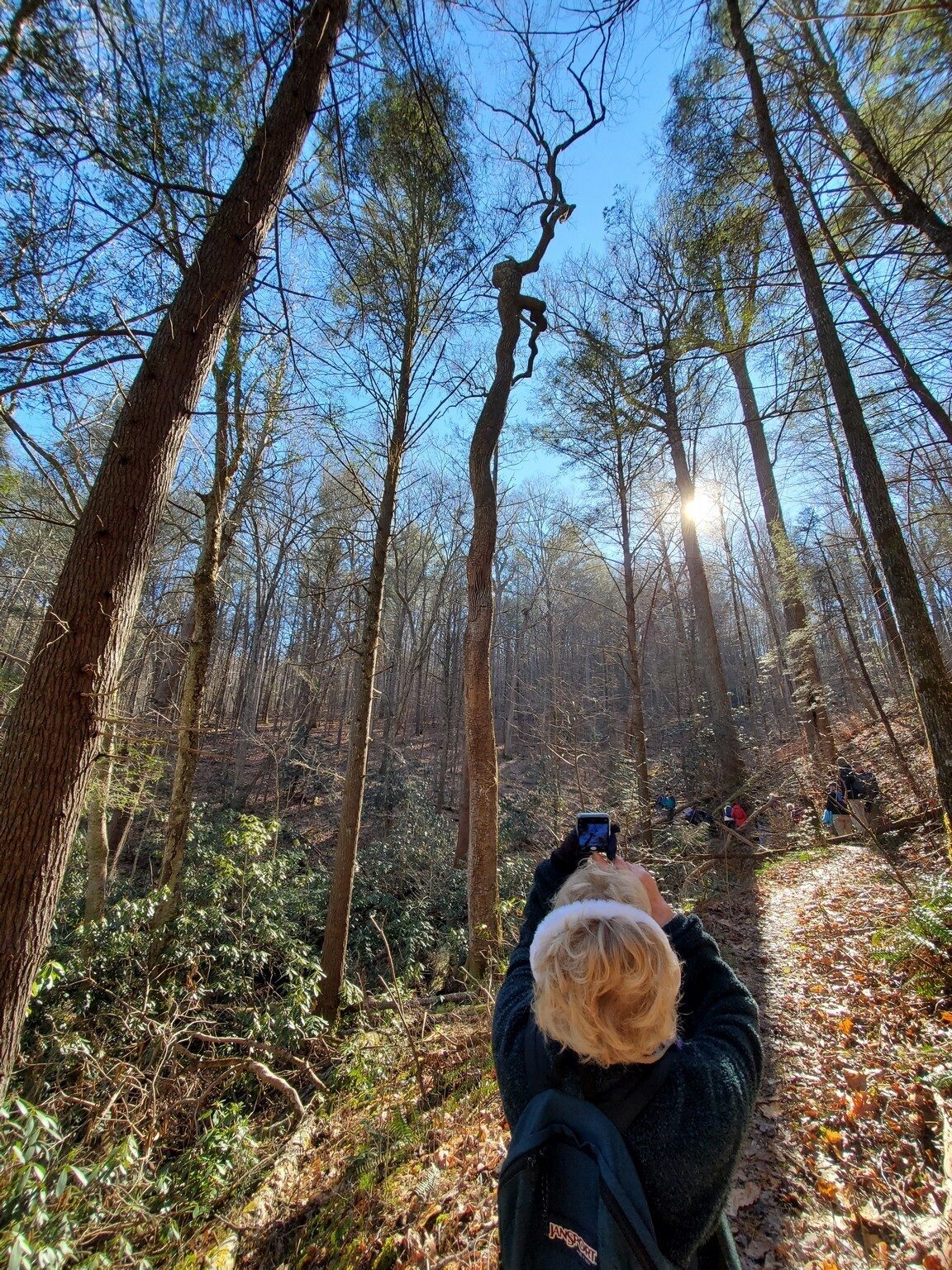 Beth McDonald photographing the unique structure of this tree.