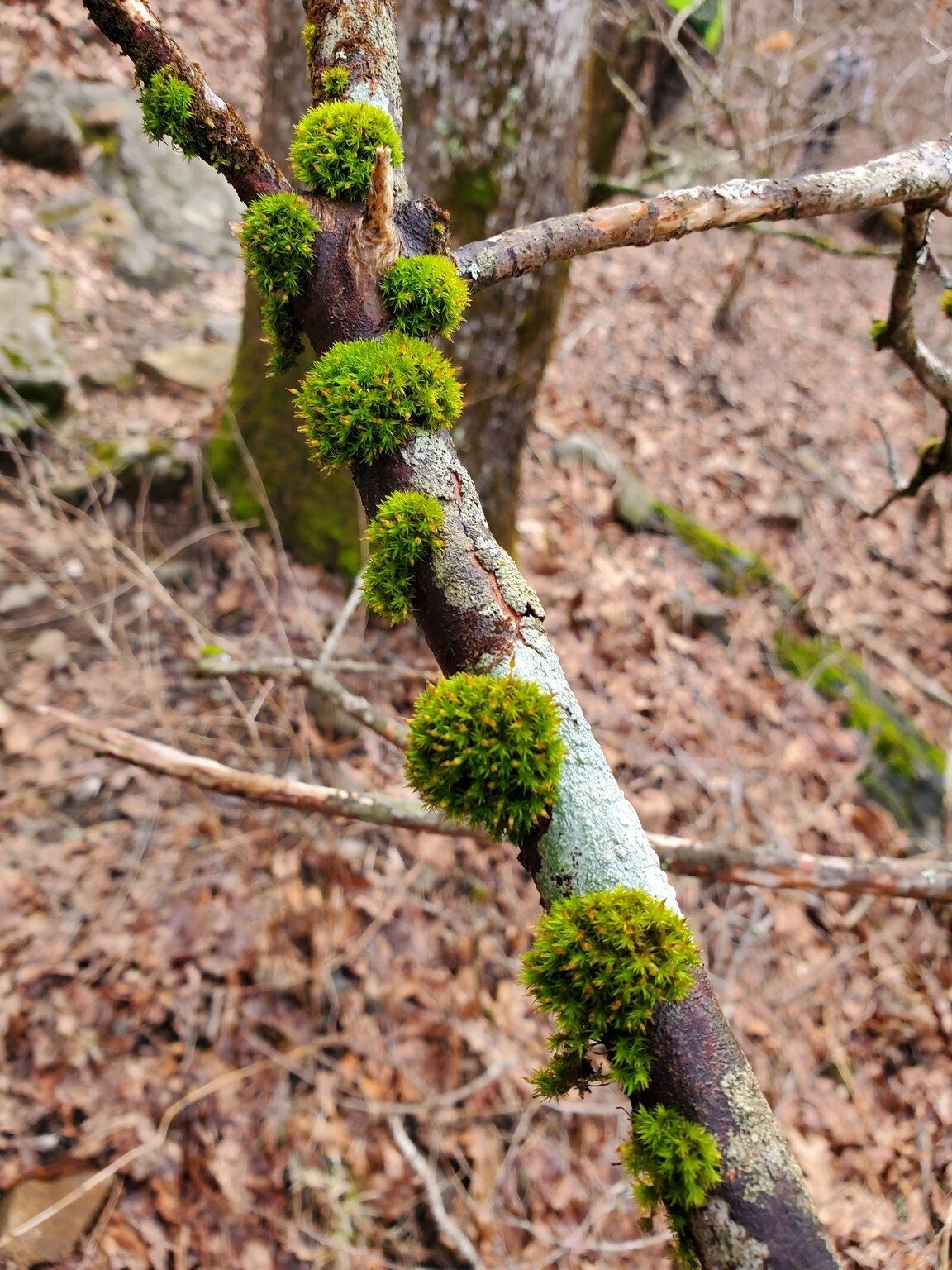 Lots of beautiful moss, but this unique example caught Ray Lovett's attention.