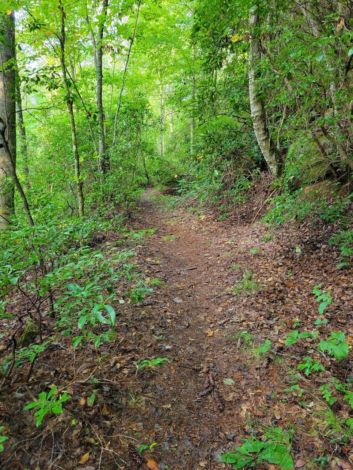 The old road transitions into a real trail, but quite easy on the feet . . . just a few rocks and roots.