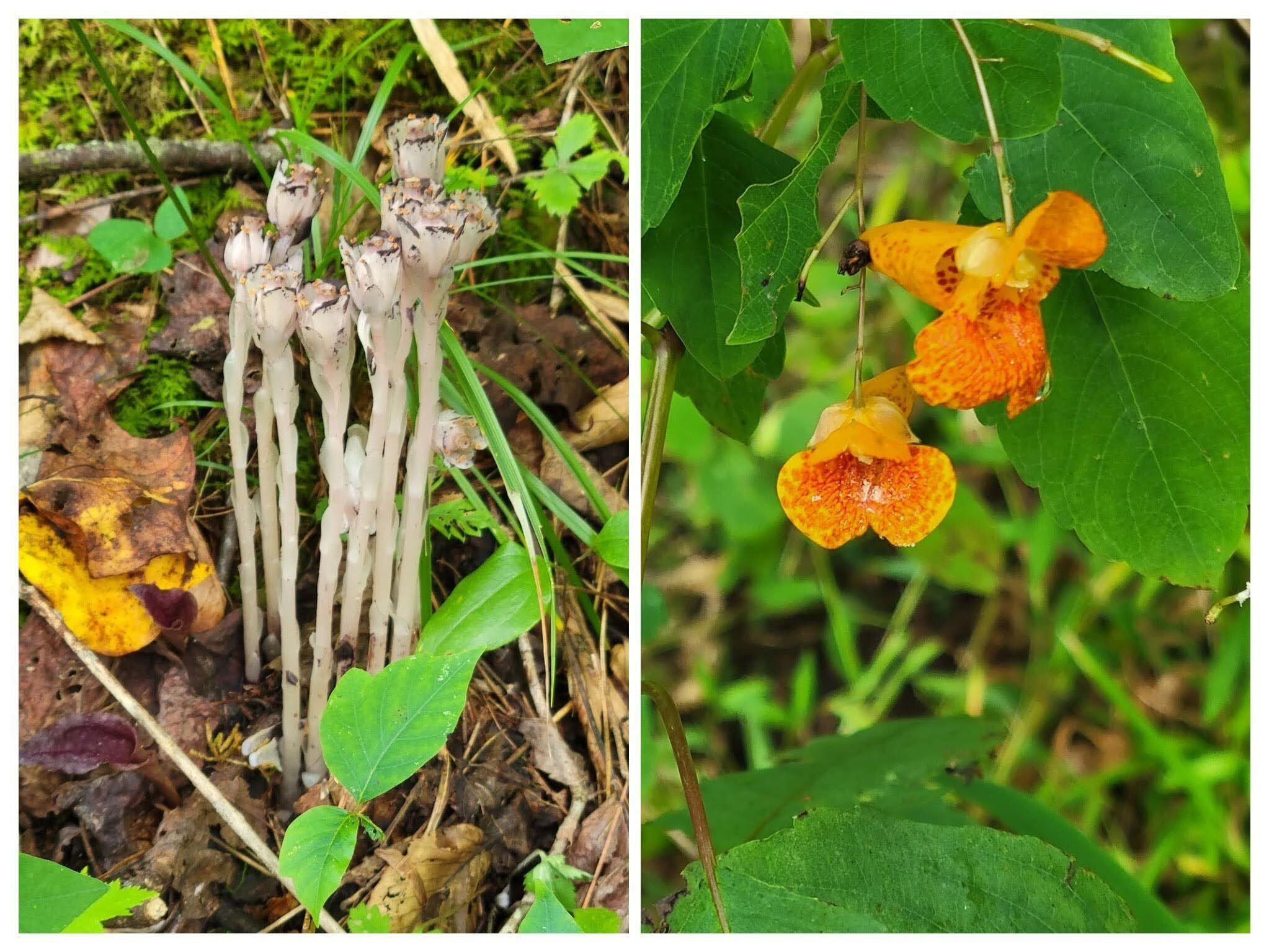 More plants of interest: Left: Indian Pipe and Right:Spotted Jewelweed