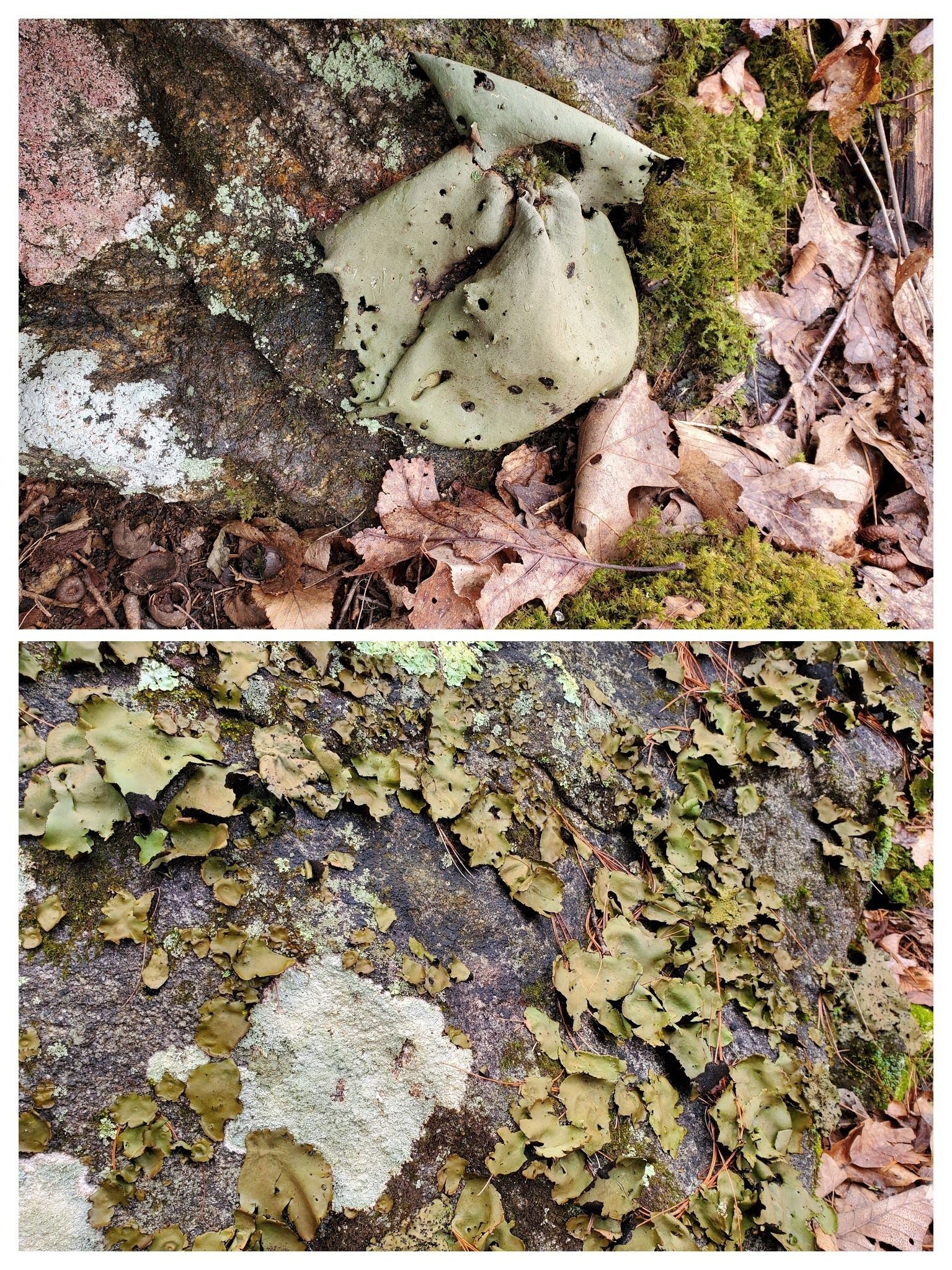 No wildflowers, but we did see lots of this Rock Tripe on the many rocks and boulders along our way.n