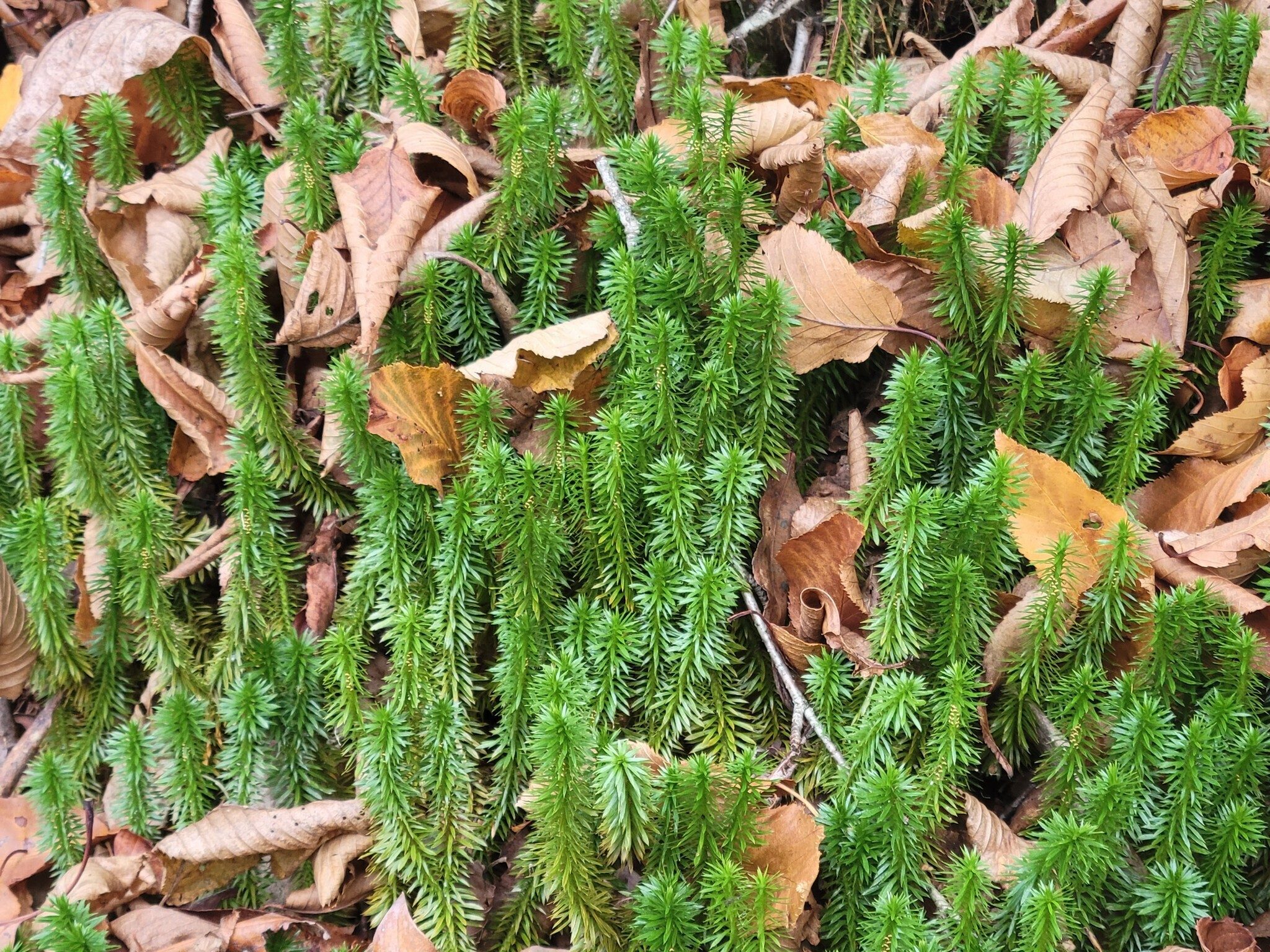 We saw numerous examples of  Ground Pine (Lycopodium clavatum) determined to keep its foliage above the leaf litter. . . pretty contrasting colors.