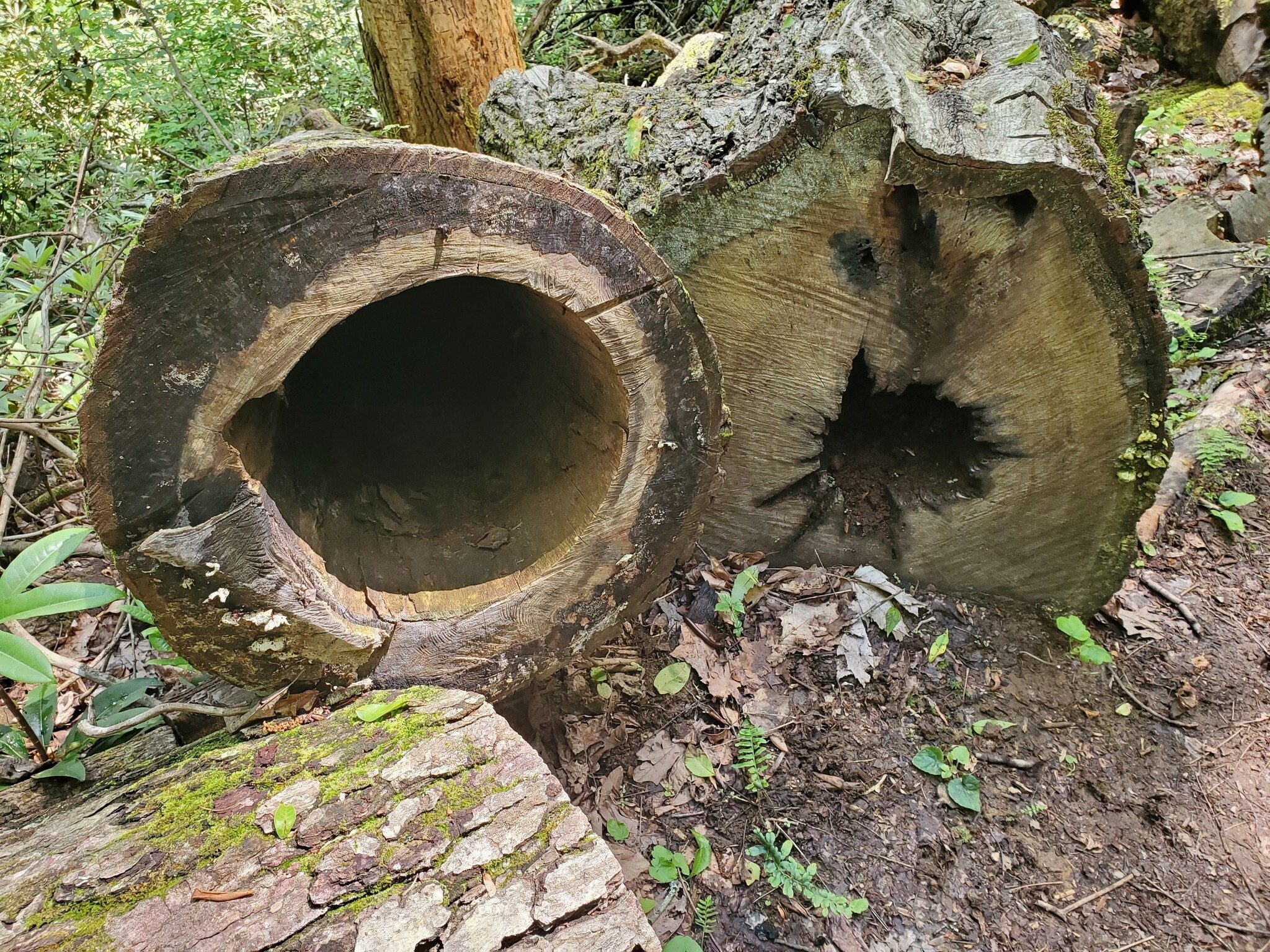 Just striking hollow fallen trees.