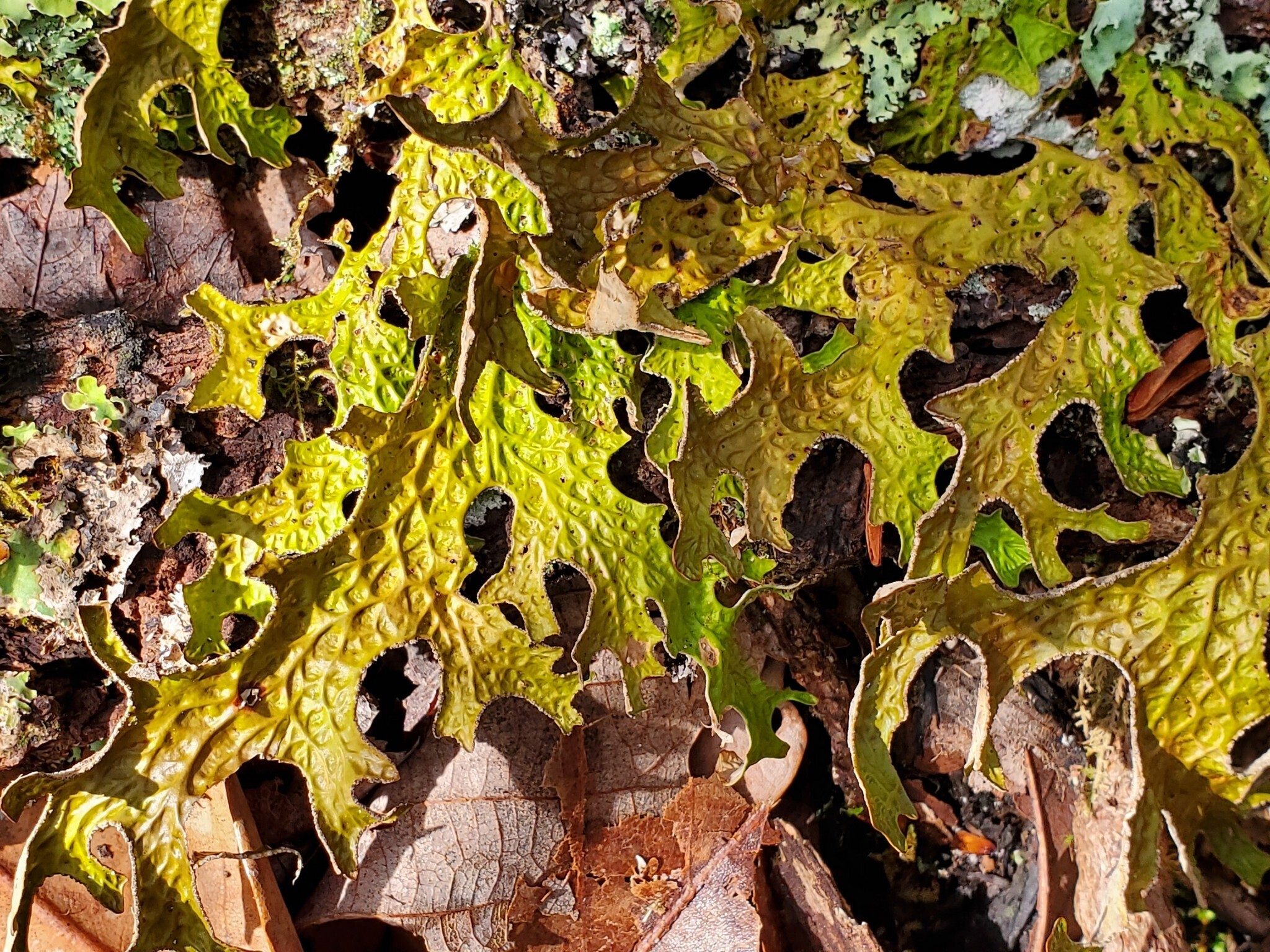 Oakleaf lichen on a piece of bark  that had fallen off a decaying tree.
