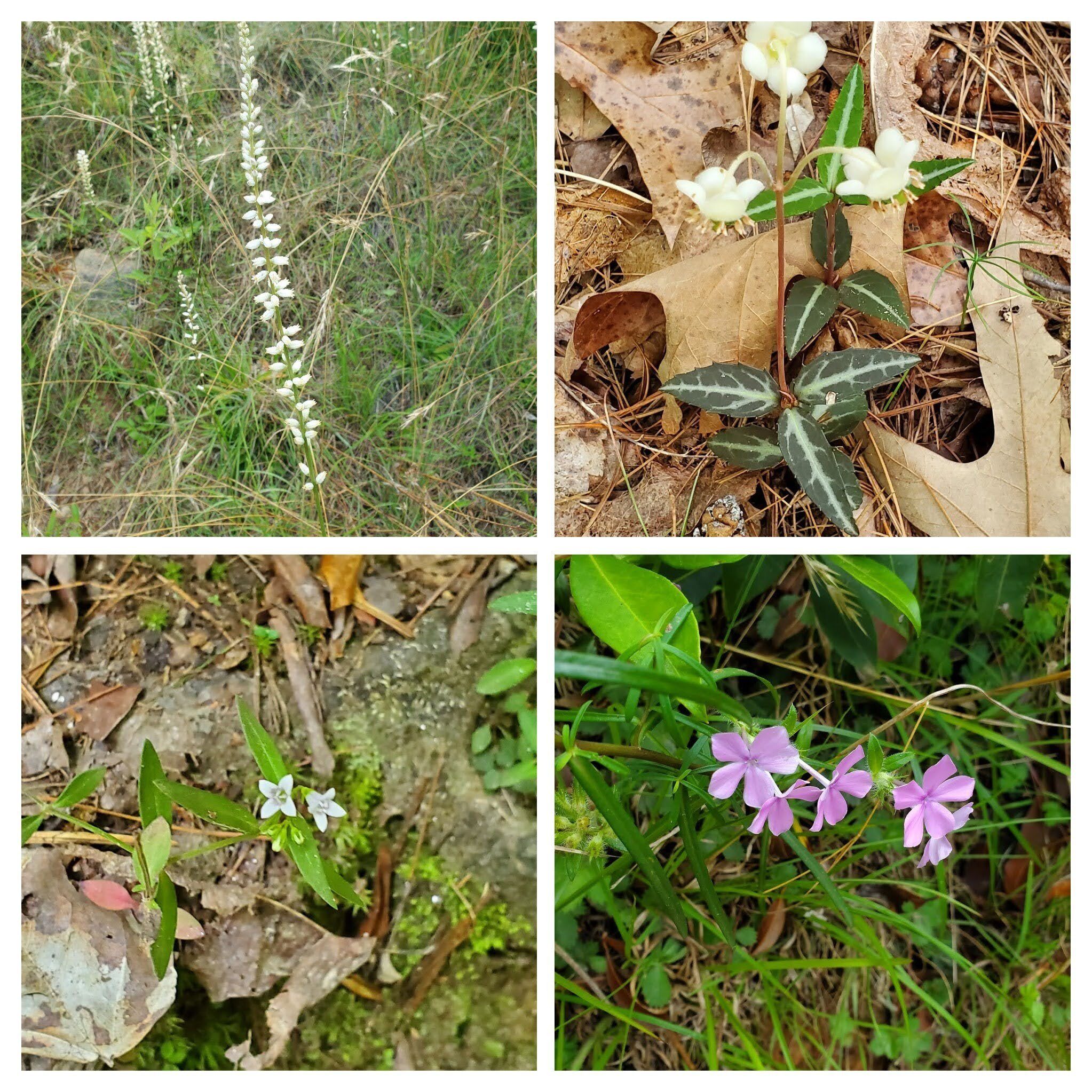 Other wildflowers near the beginning of the trail : UL- ???; UR- Stripped Wintergreen; LR-Wild Geranium; LL-Summer Bluet